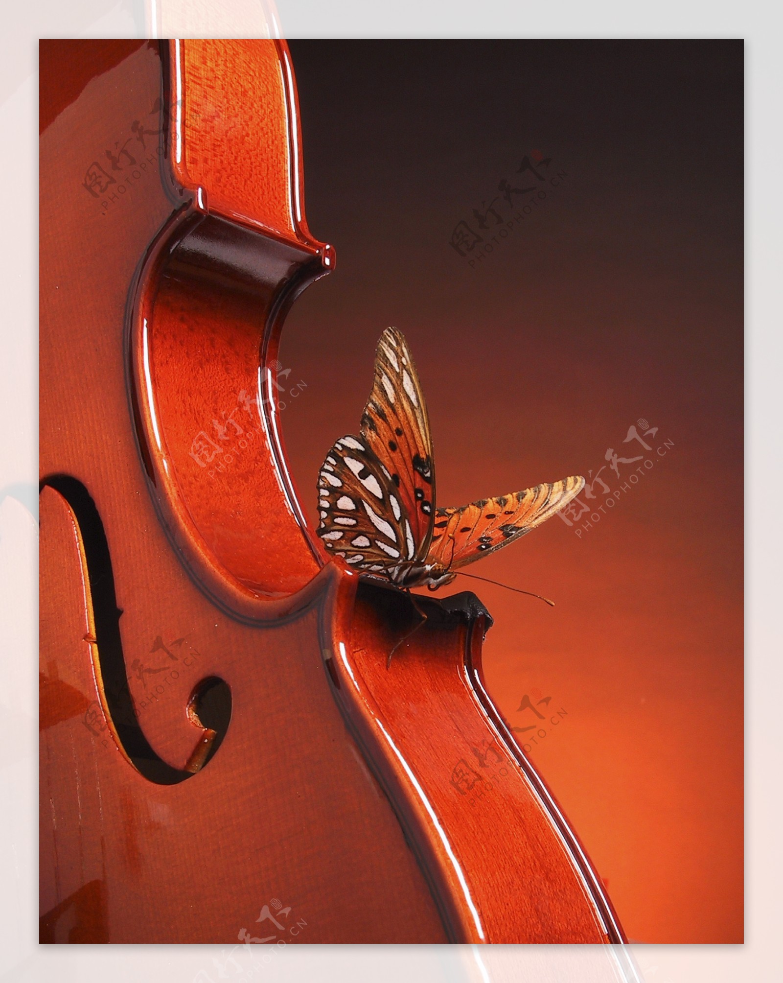 停在小提琴上面的蝴蝶图片