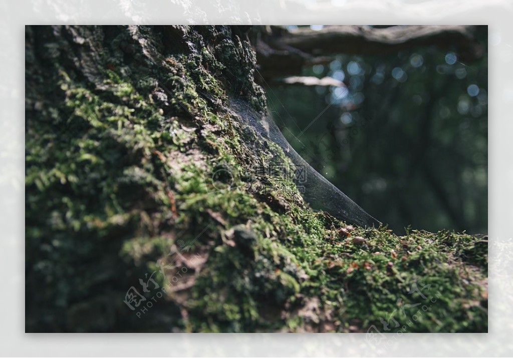 自然森林苔藓模糊树蛛网蜘蛛