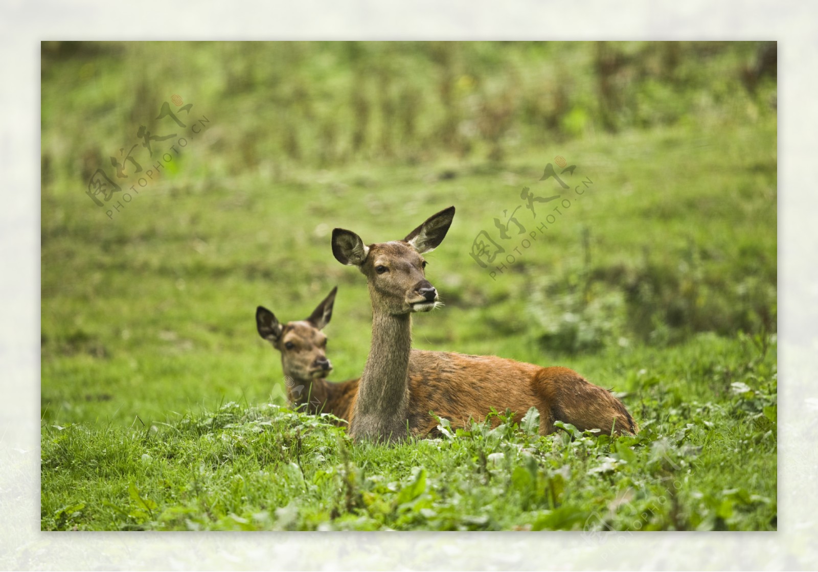 草丛中的两只鹿图片