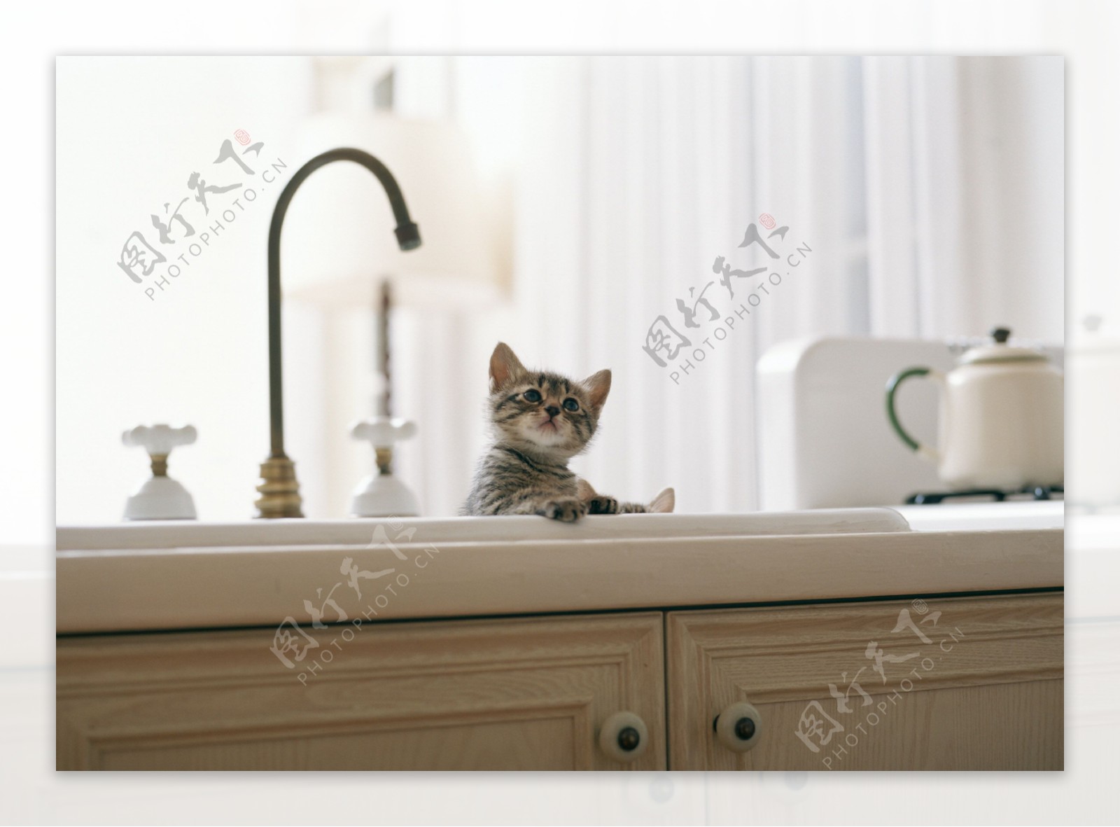 趴在洗手池的可爱猫猫图片