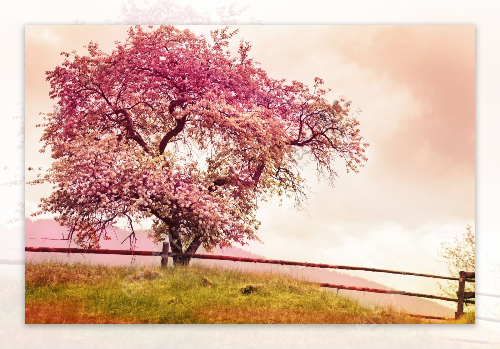 粉红花树风景图片