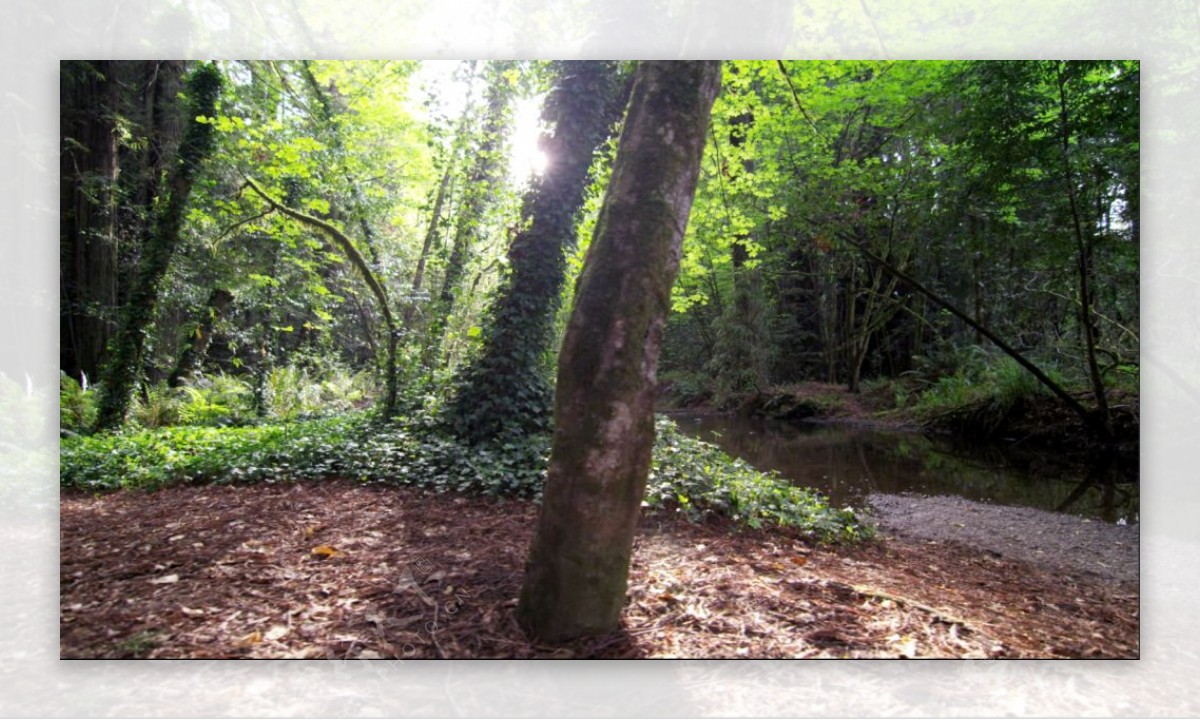 4K阳光穿透树林大自然树木生长小河流镜头跟踪移动高清视频拍摄