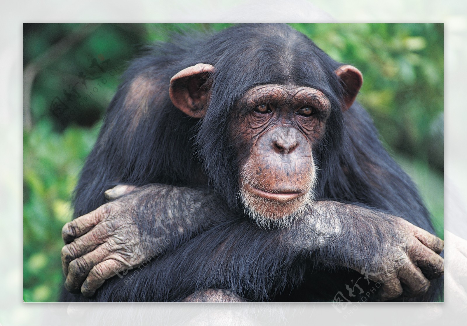 忧郁的猩猩图片