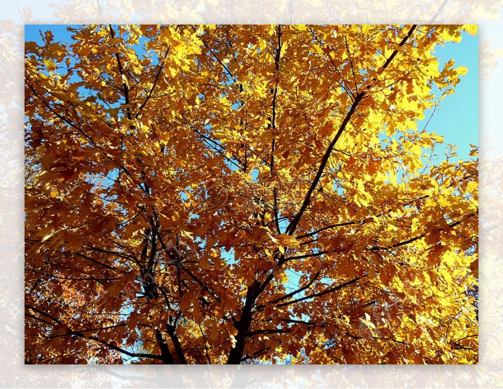 自然阳光树木秋天金黄橡木
