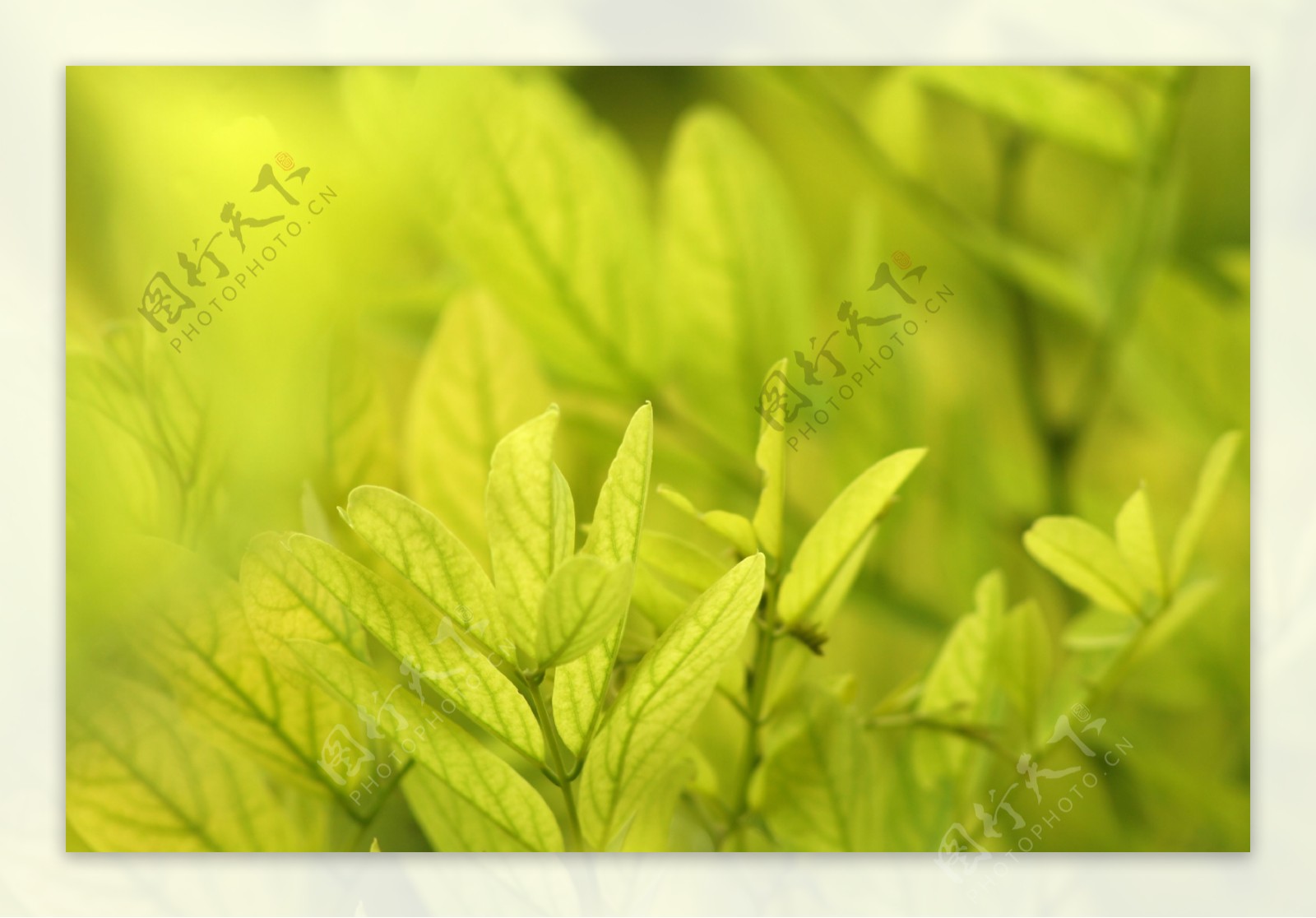 绿色植物摄影图片