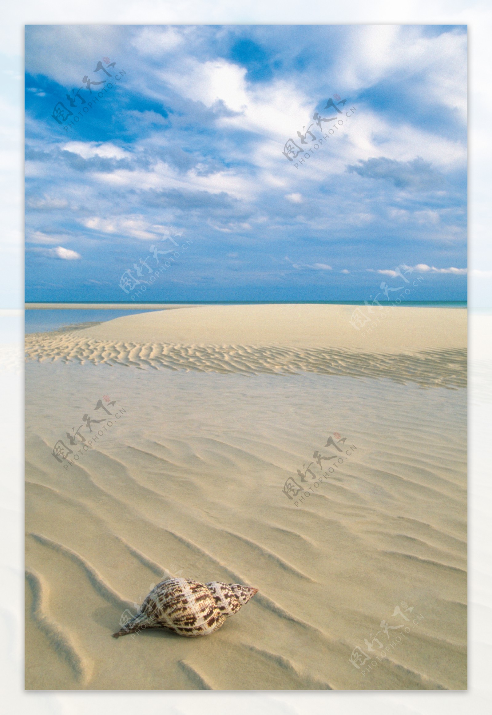 沙滩贝壳写真图片