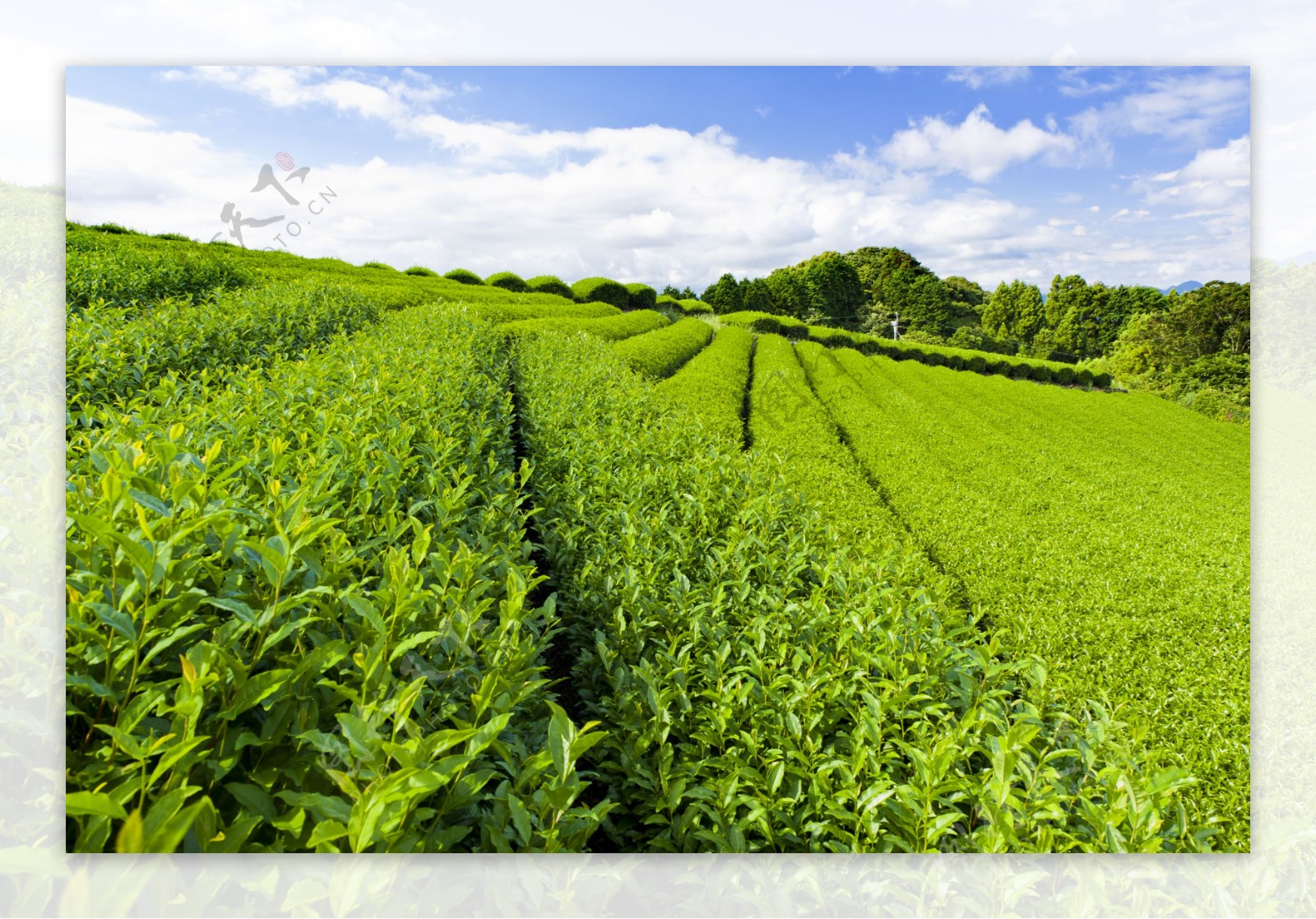 绿色茶叶园图片