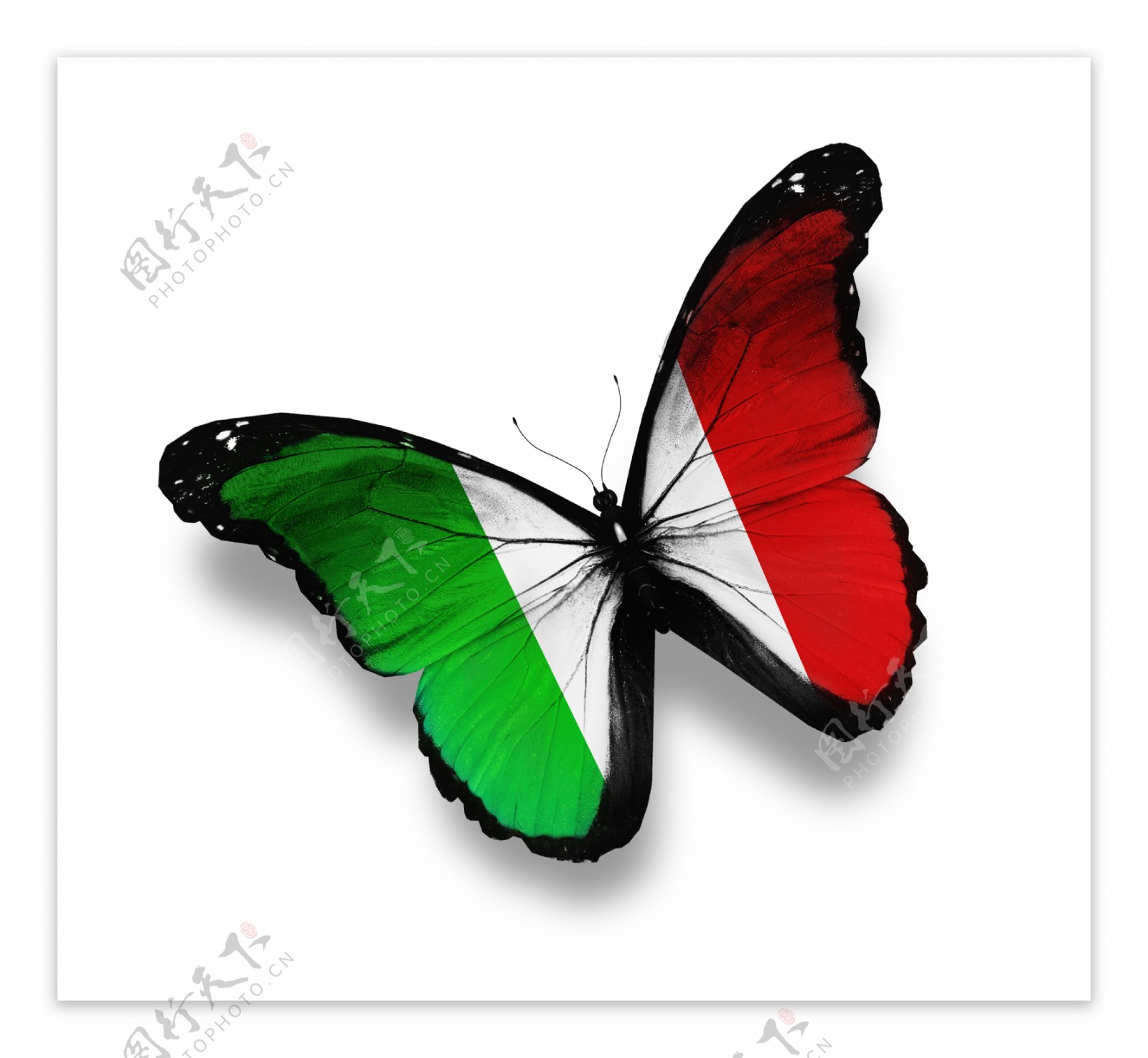 意大利国旗蝴蝶图片