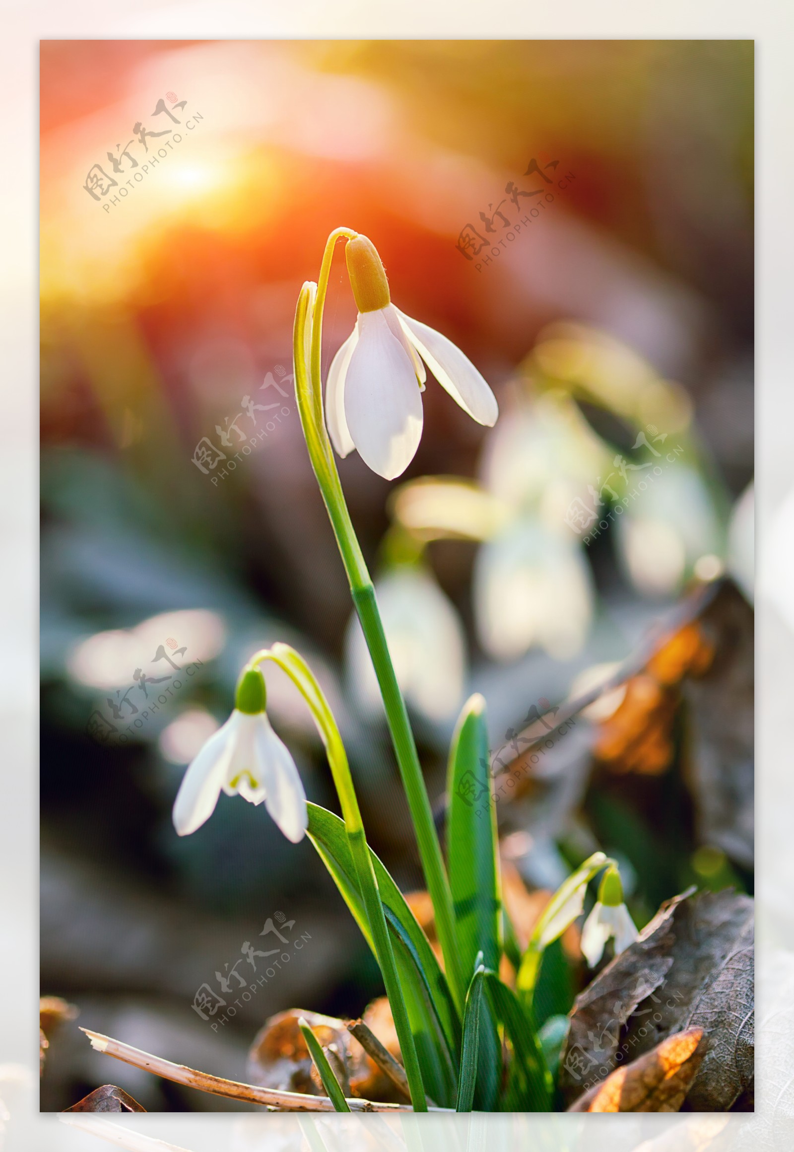 美丽白色花朵图片