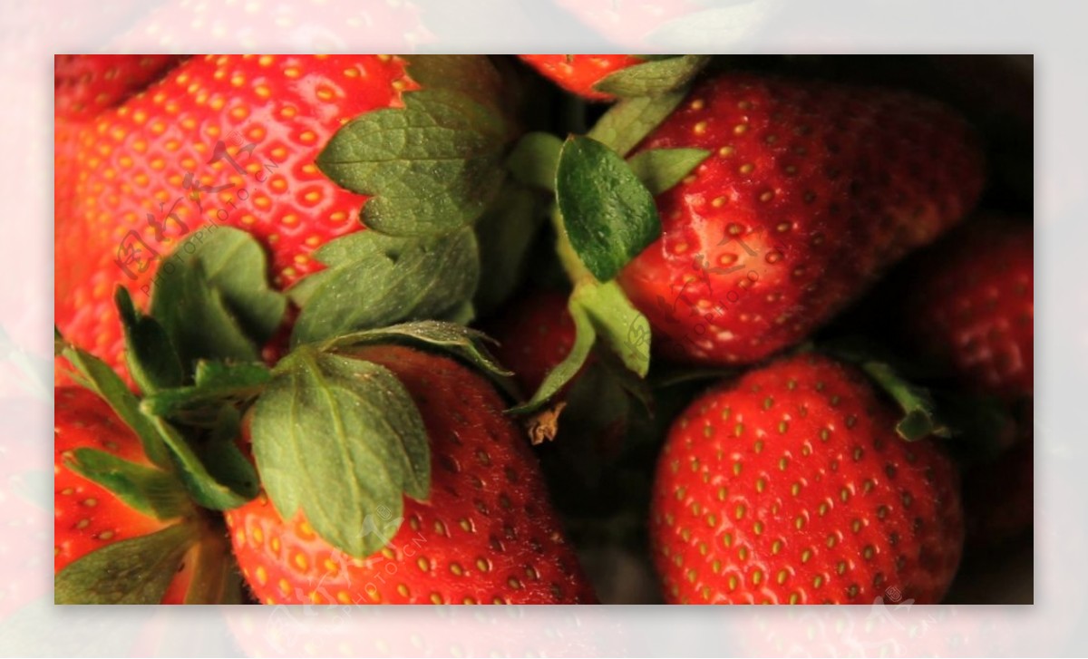 新鲜饱满草莓翠绿叶子水果距离高清视频实拍