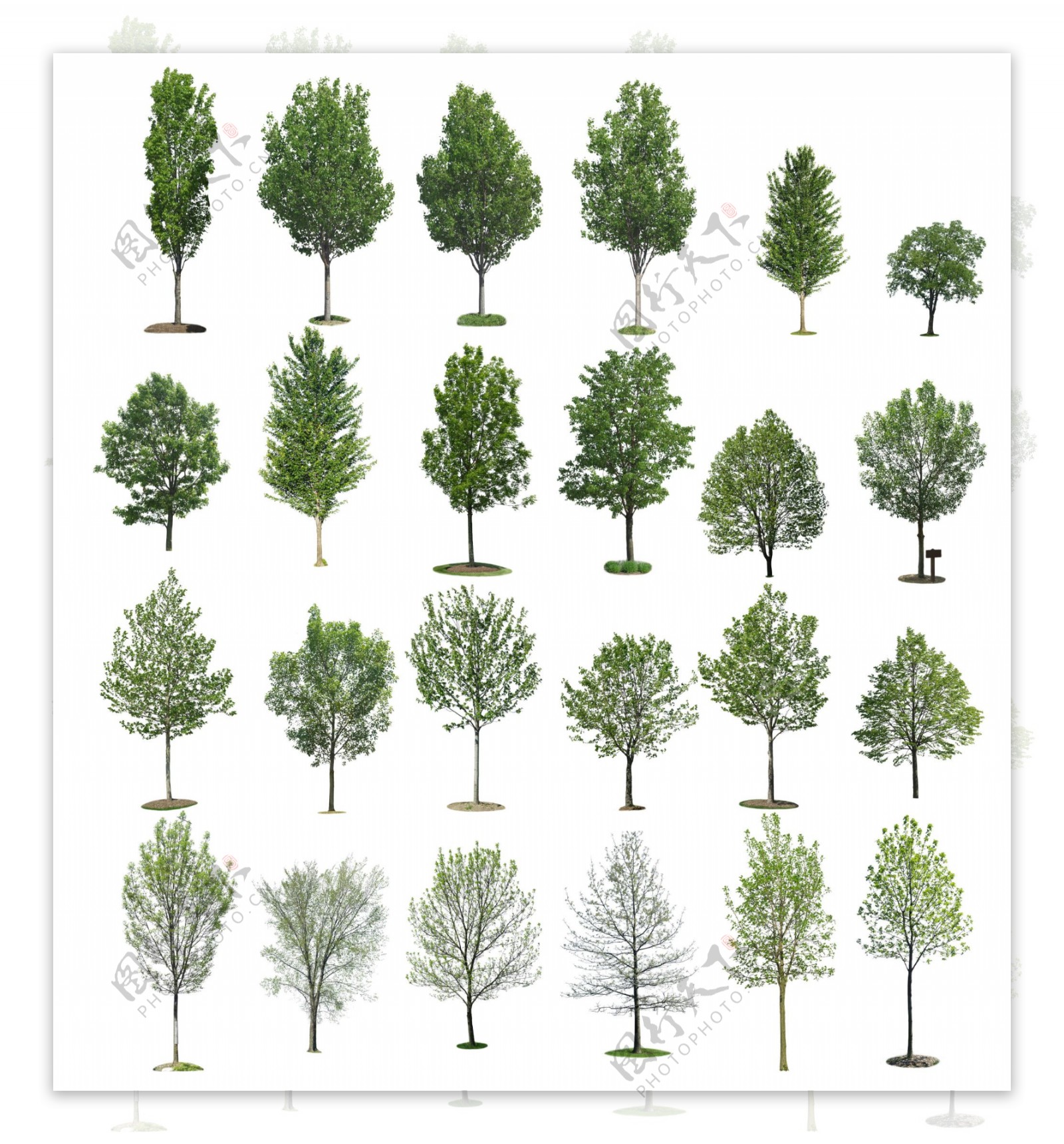 绿色树木抠图图片图片