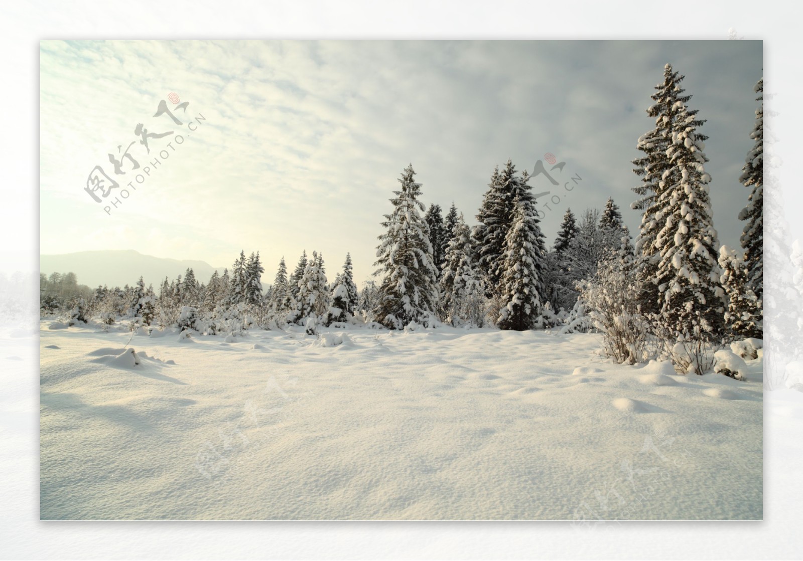 雪地与松树图片