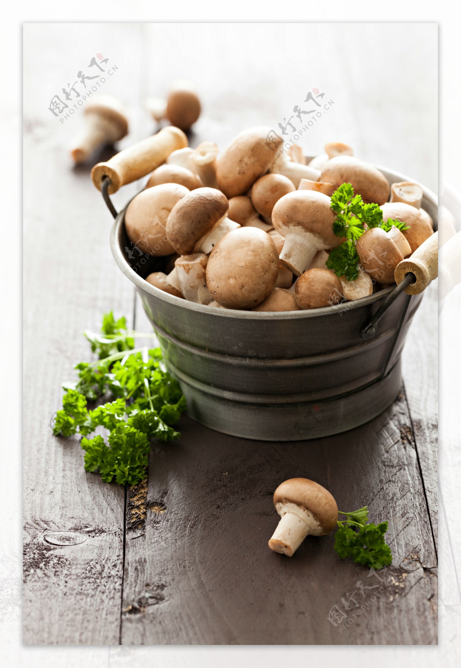 铁桶里的蘑菇图片