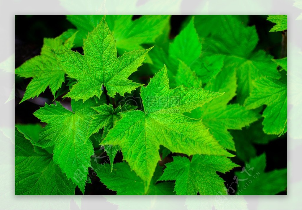 自然植物叶特写镜头查看叶绿色特写镜头