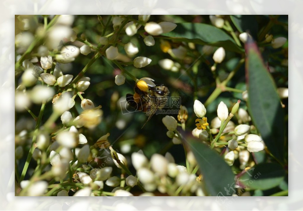 自然花卉植物蜜蜂花粉特写镜头