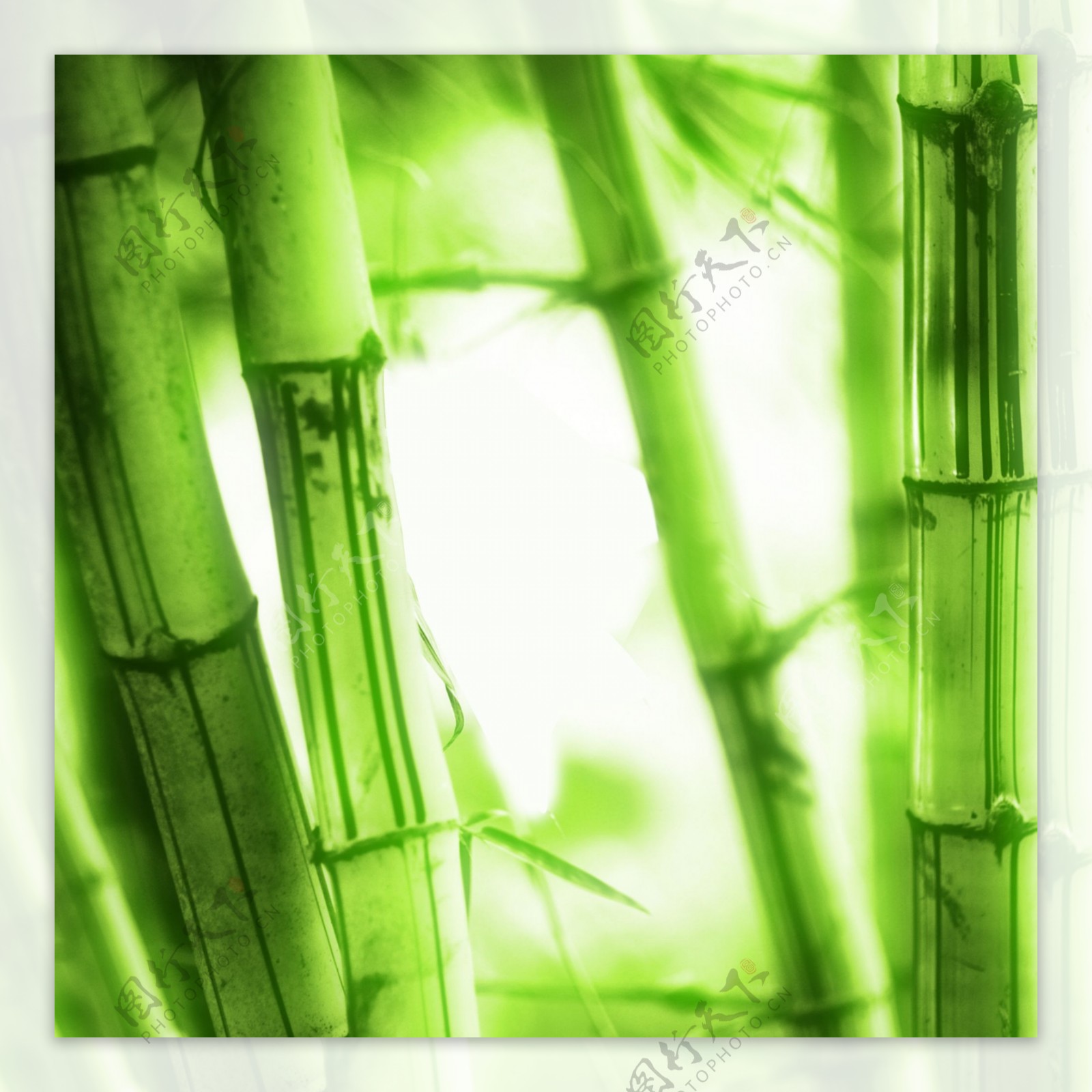 竹子摄影图