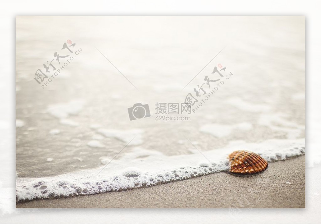大海沙滩沙滩海浪贝壳beachlife海水盐水
