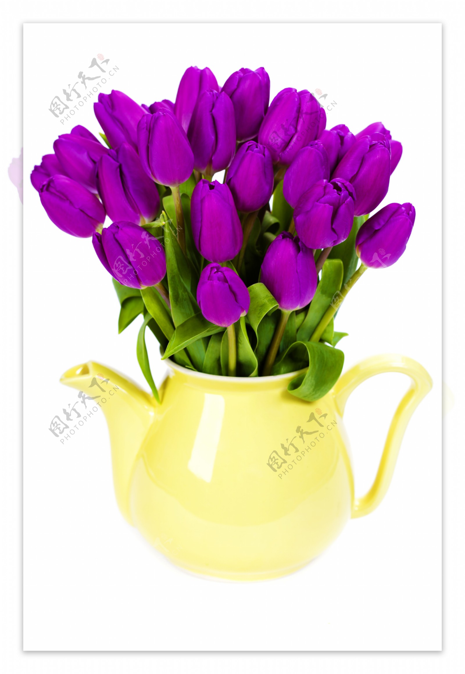 紫色郁金香鲜花图片