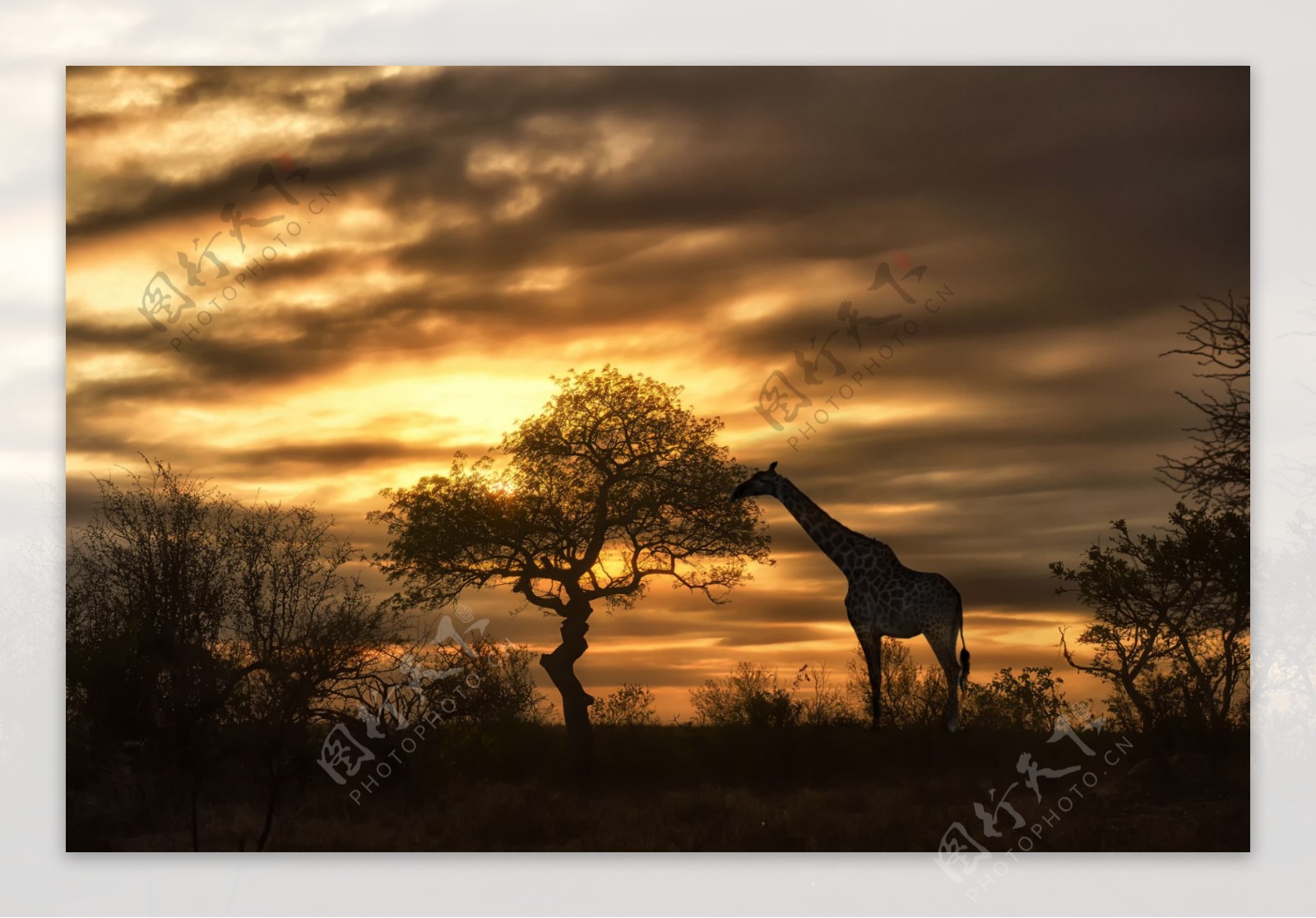 黄昏草原上的长颈鹿图片