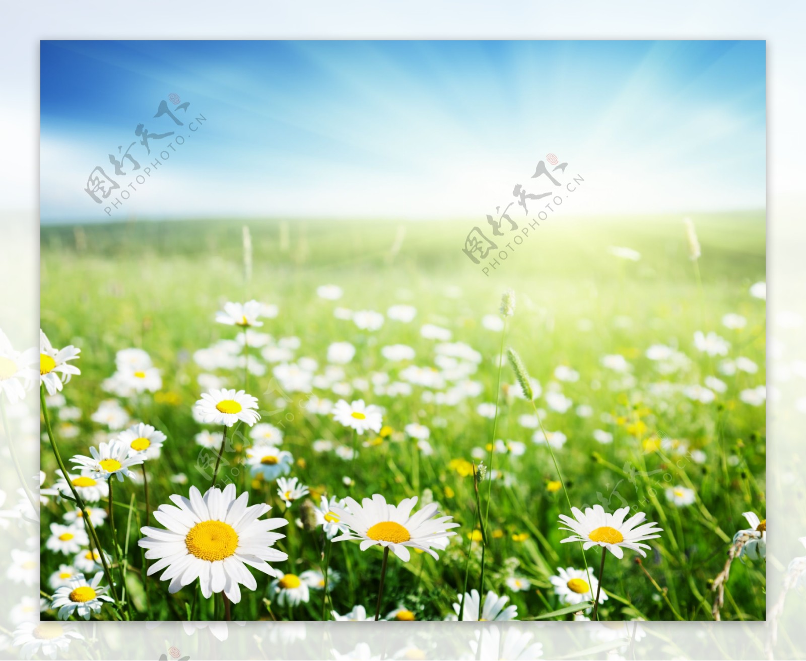 草地野花风景图片