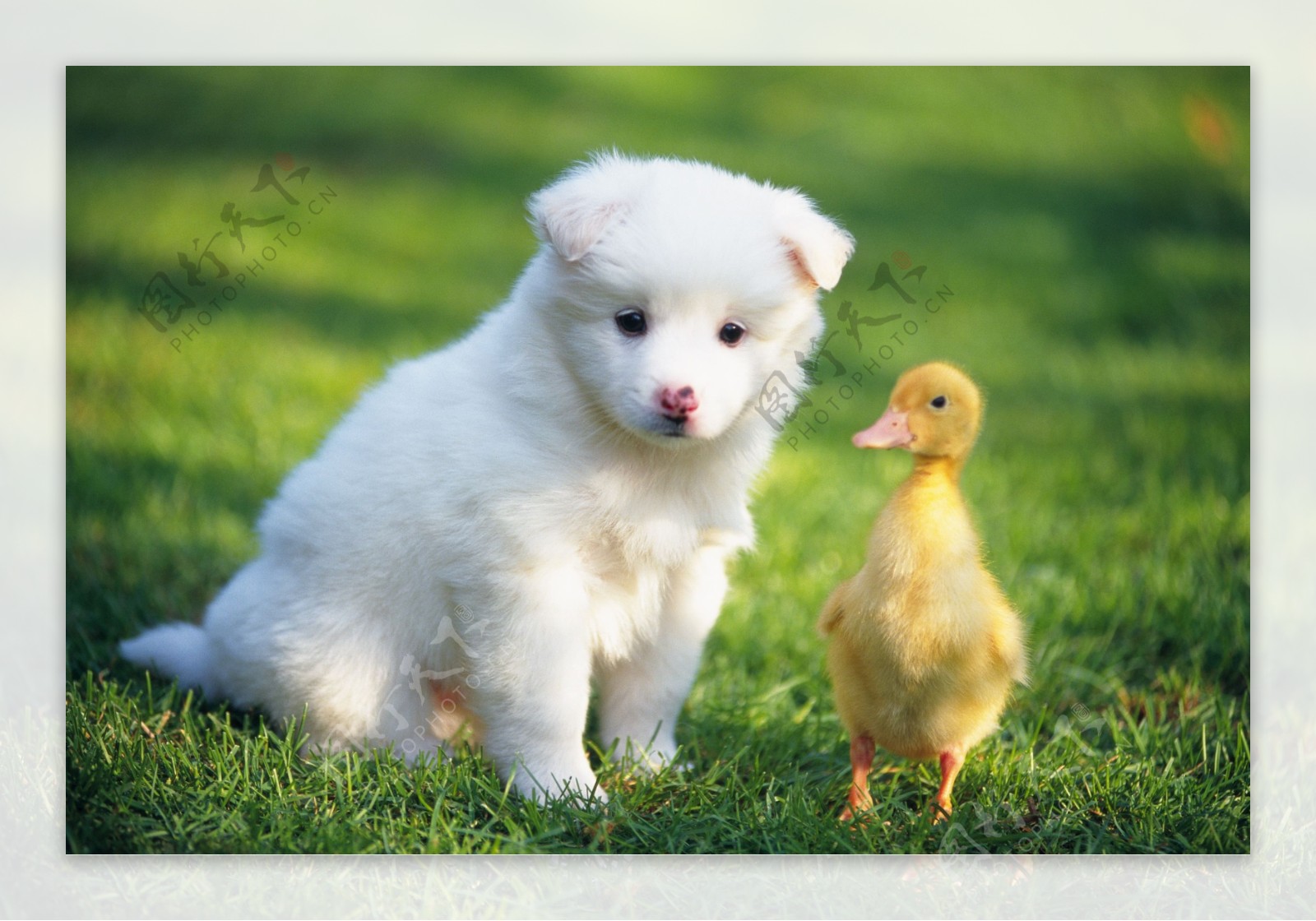 可爱的小狗与小鸭子图片