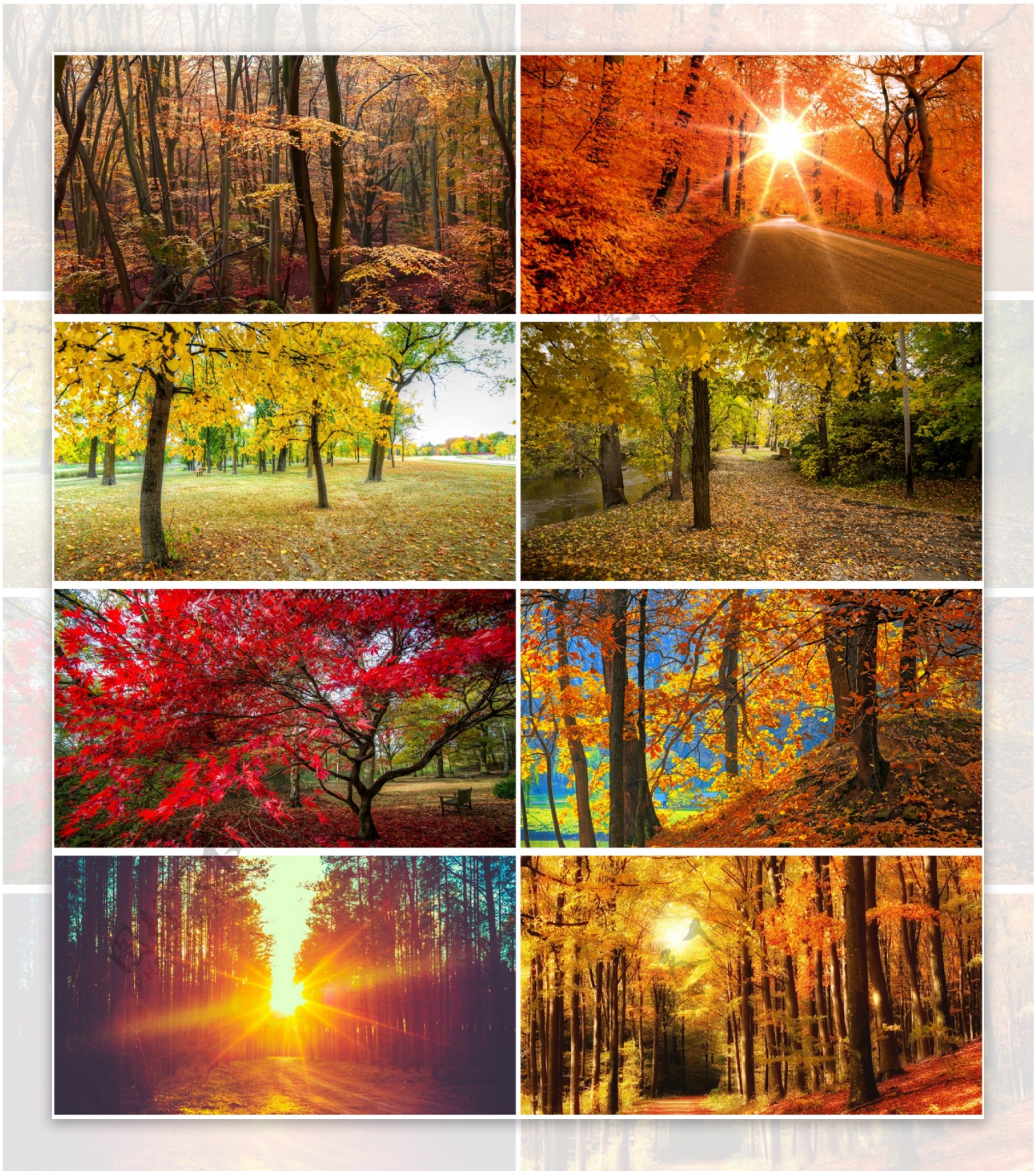 秋天的深处森林树木五颜六色的树叶高清摄影大图-千库网