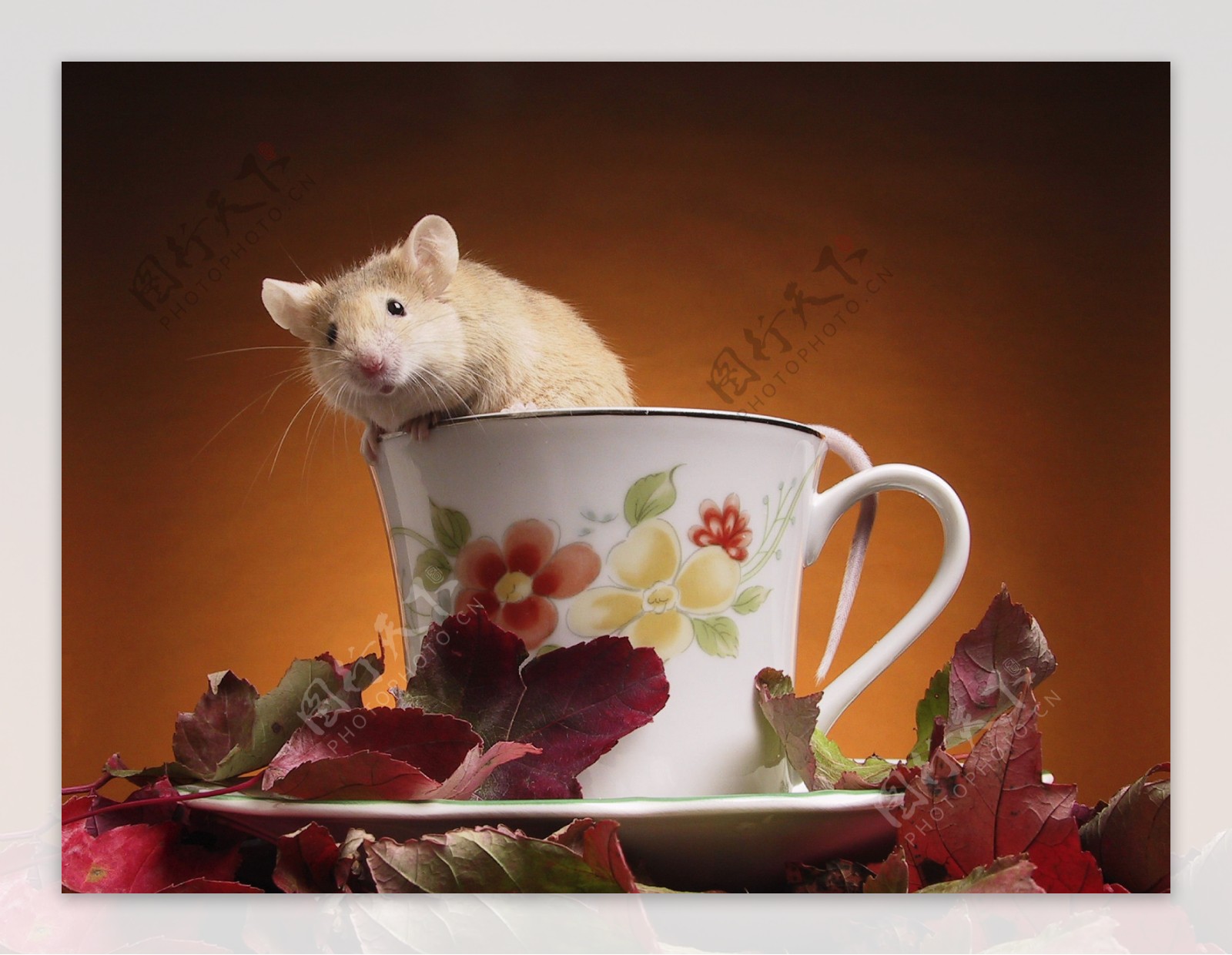 躲在茶杯里的小老鼠图片