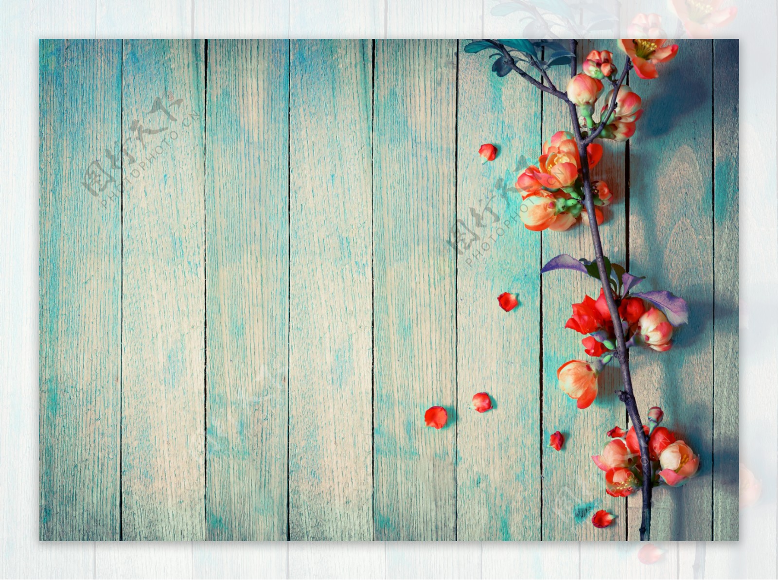 木板上的植物花朵图片