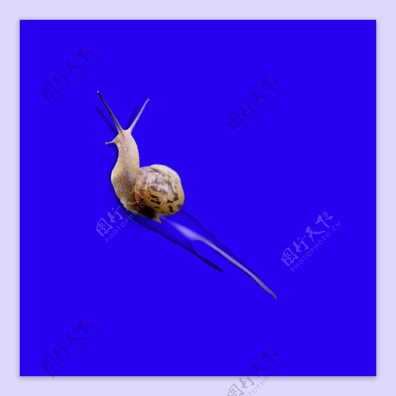 蜗牛水珠