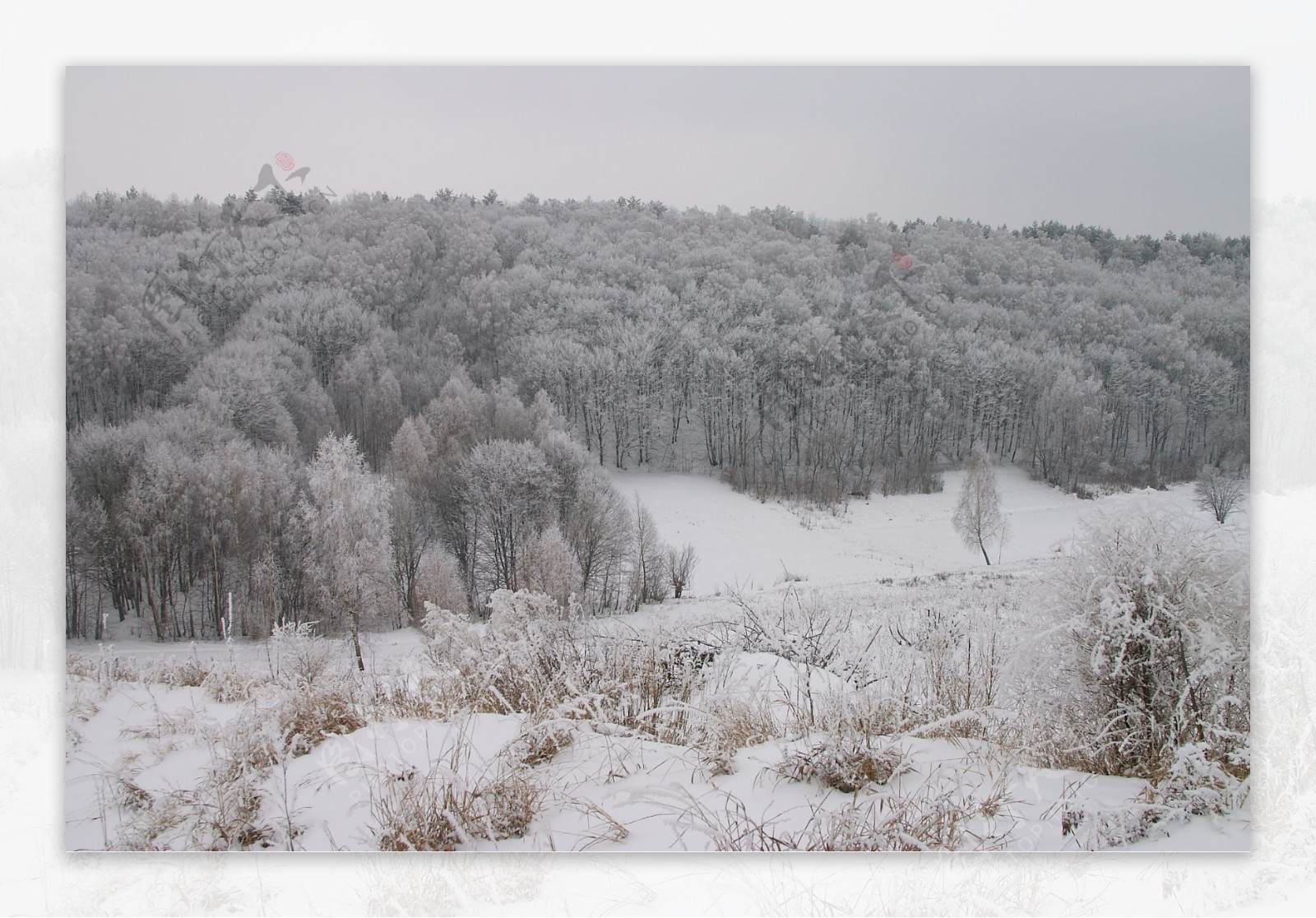 树林冬季雪景图片素材-编号12415112-图行天下