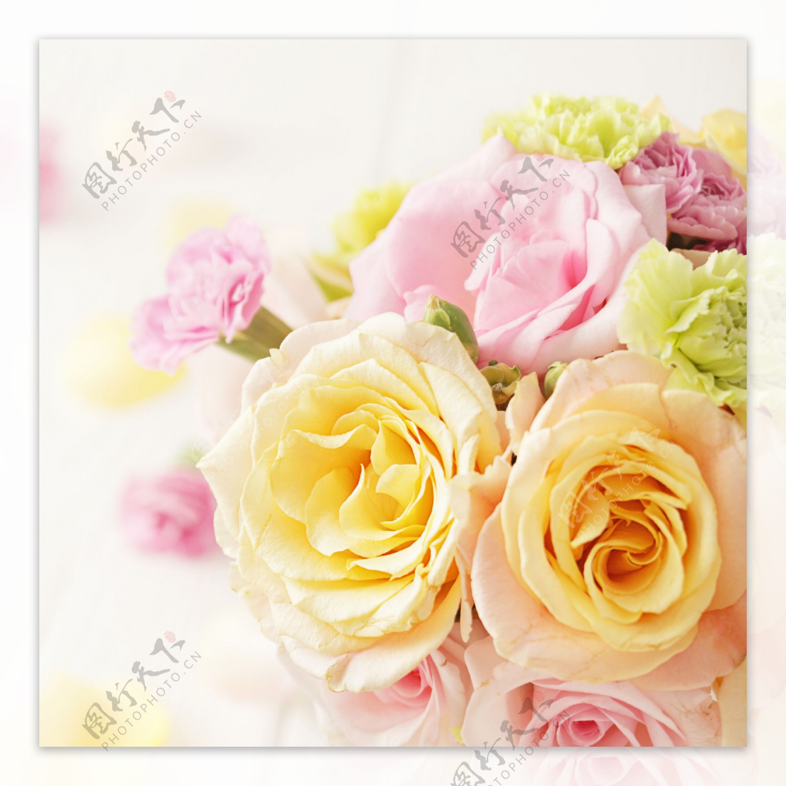 黄玫瑰与粉玫瑰图片