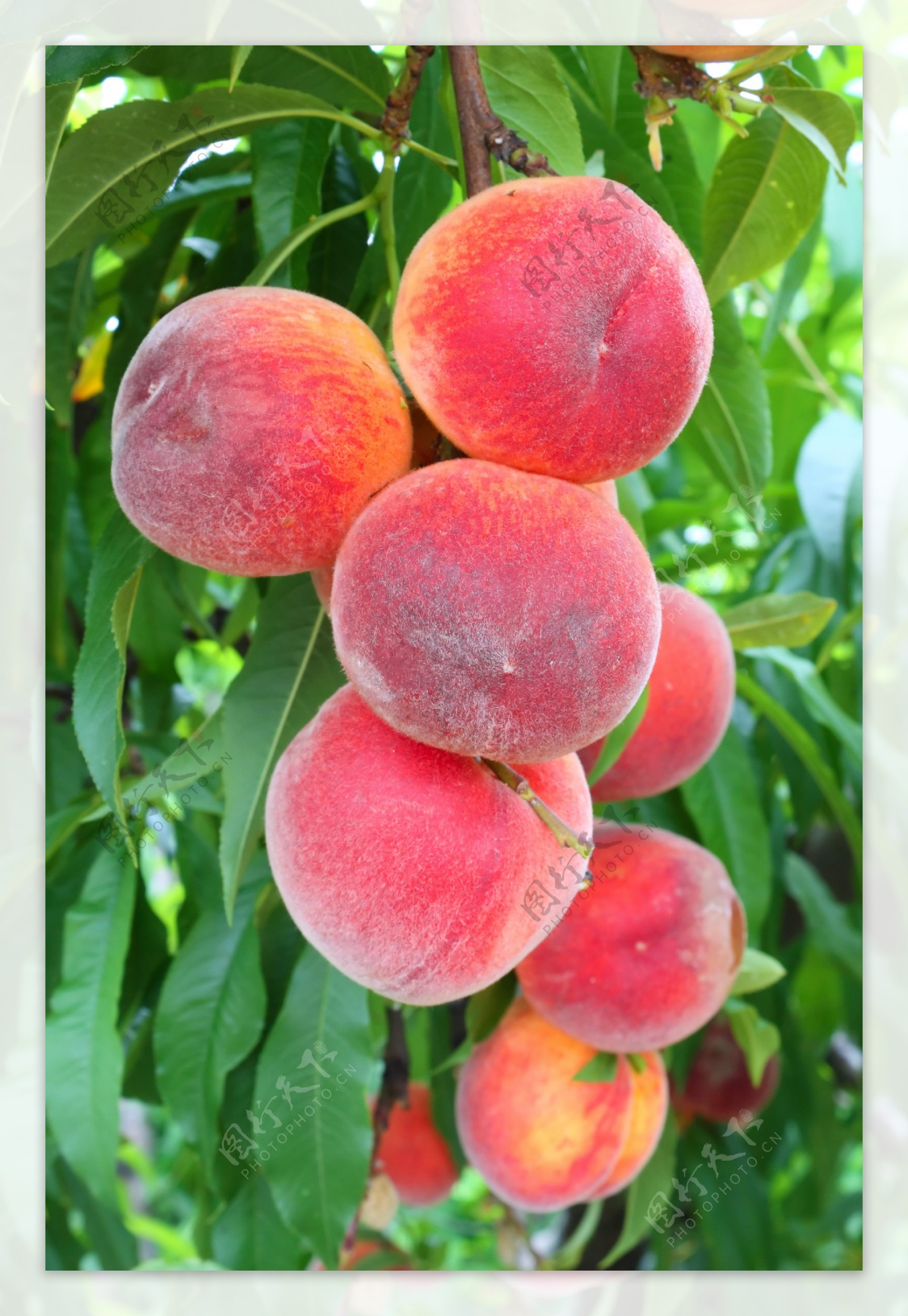桃子树上的桃子图片