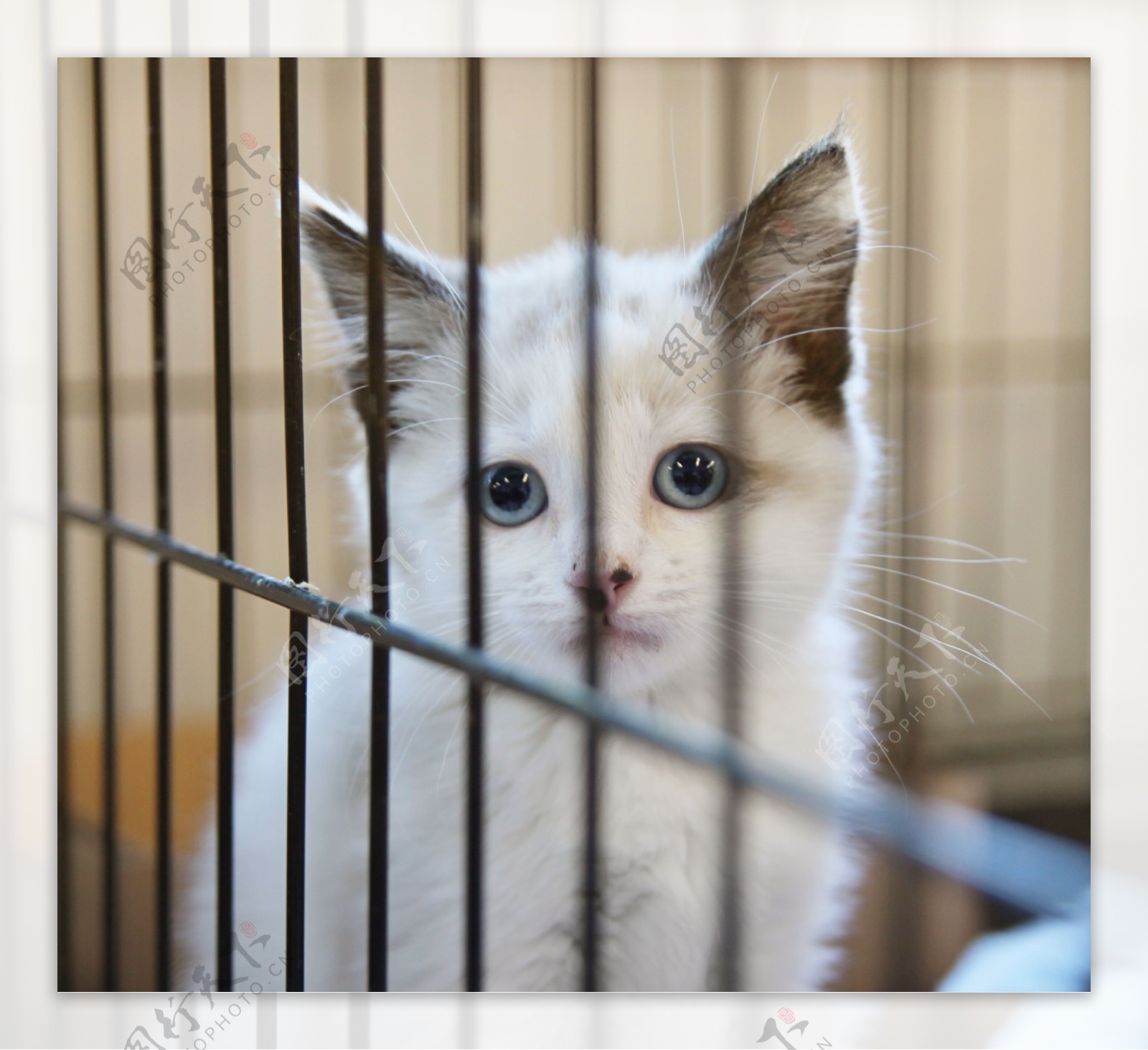 栏杆里的猫咪图片