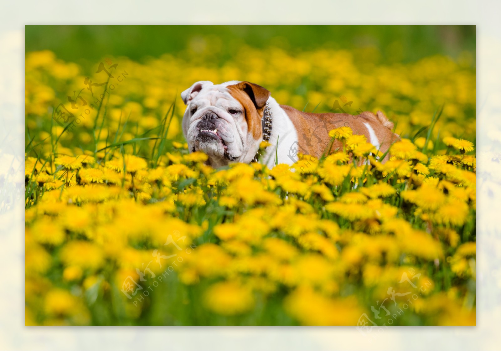 鲜花丛中的哈巴狗图片