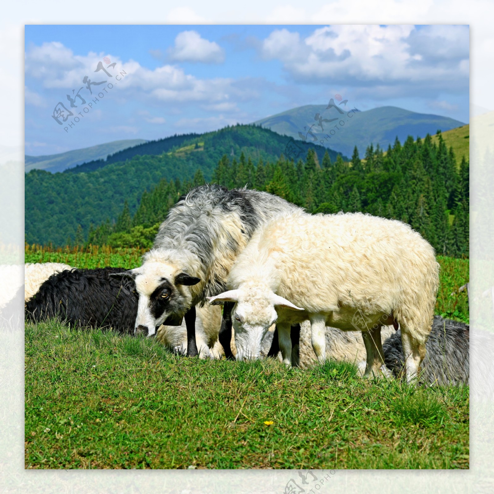 草地吃草的绵羊图片