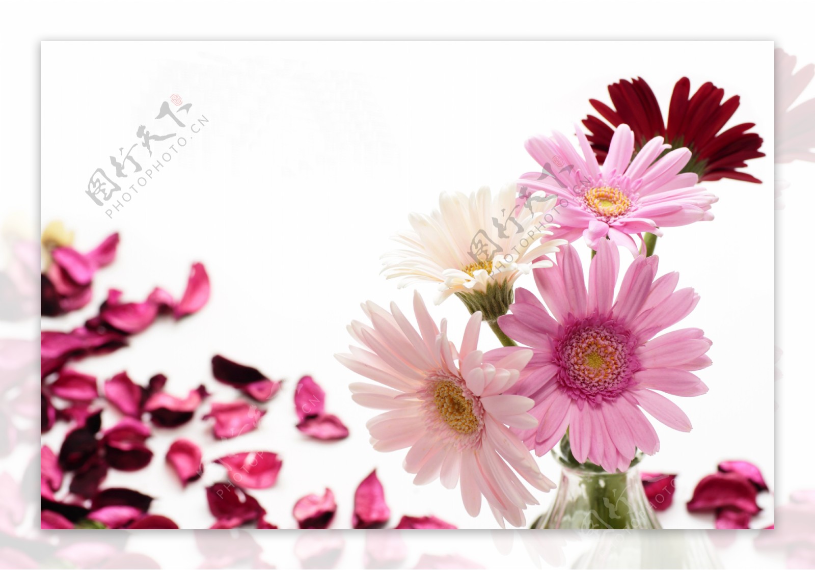 粉色花瓣与粉色菊花图片