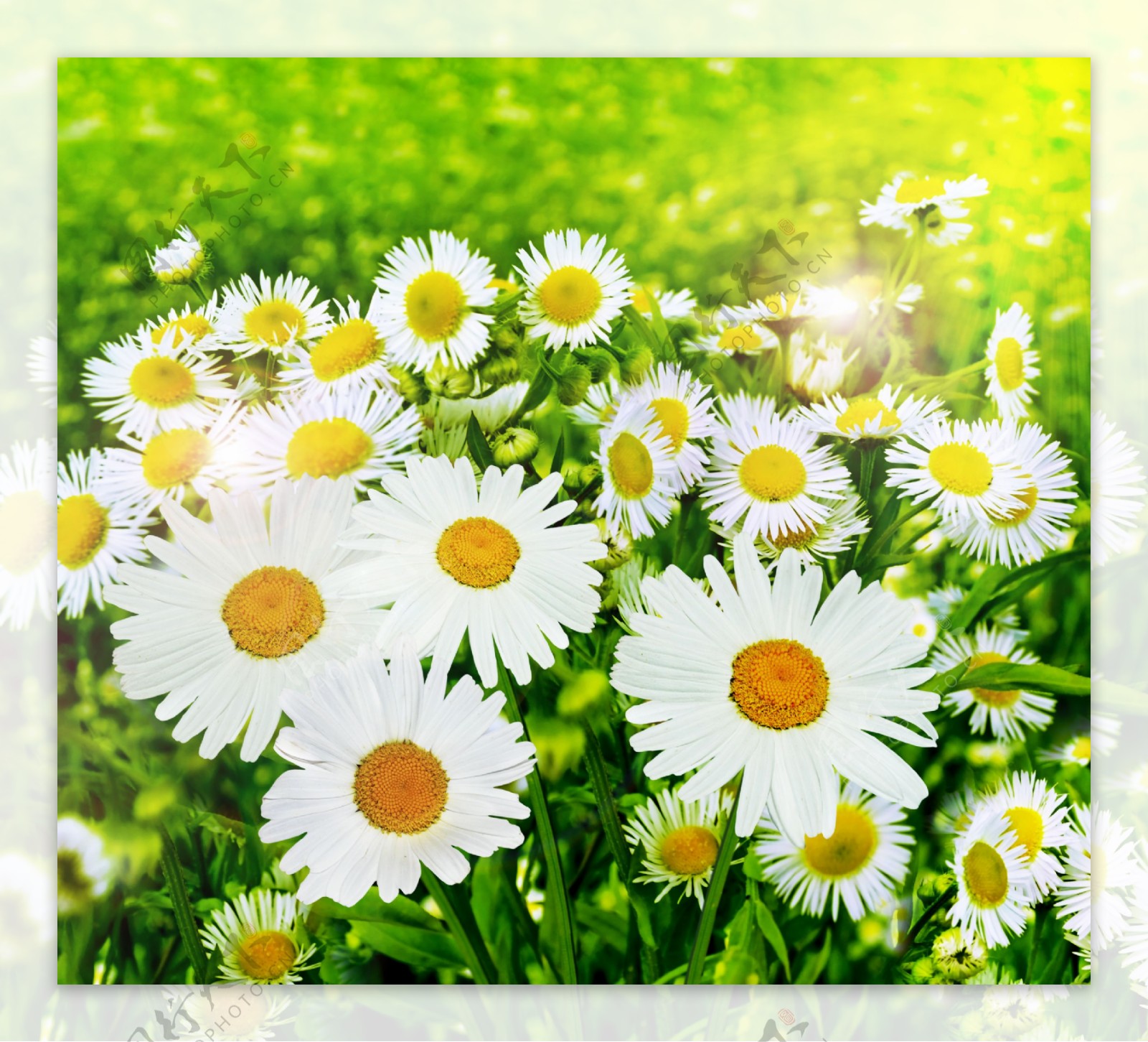 白色的菊花花丛图片