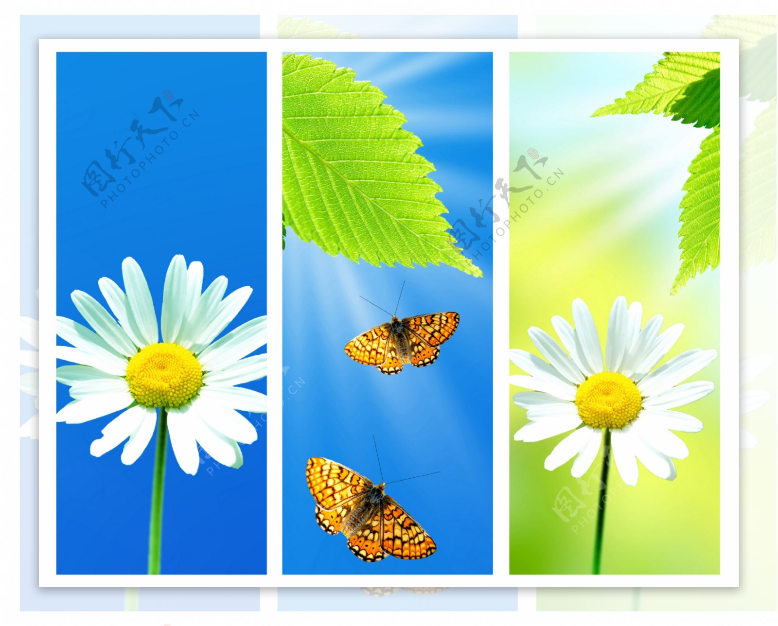 菊花蝴蝶背景图片图片