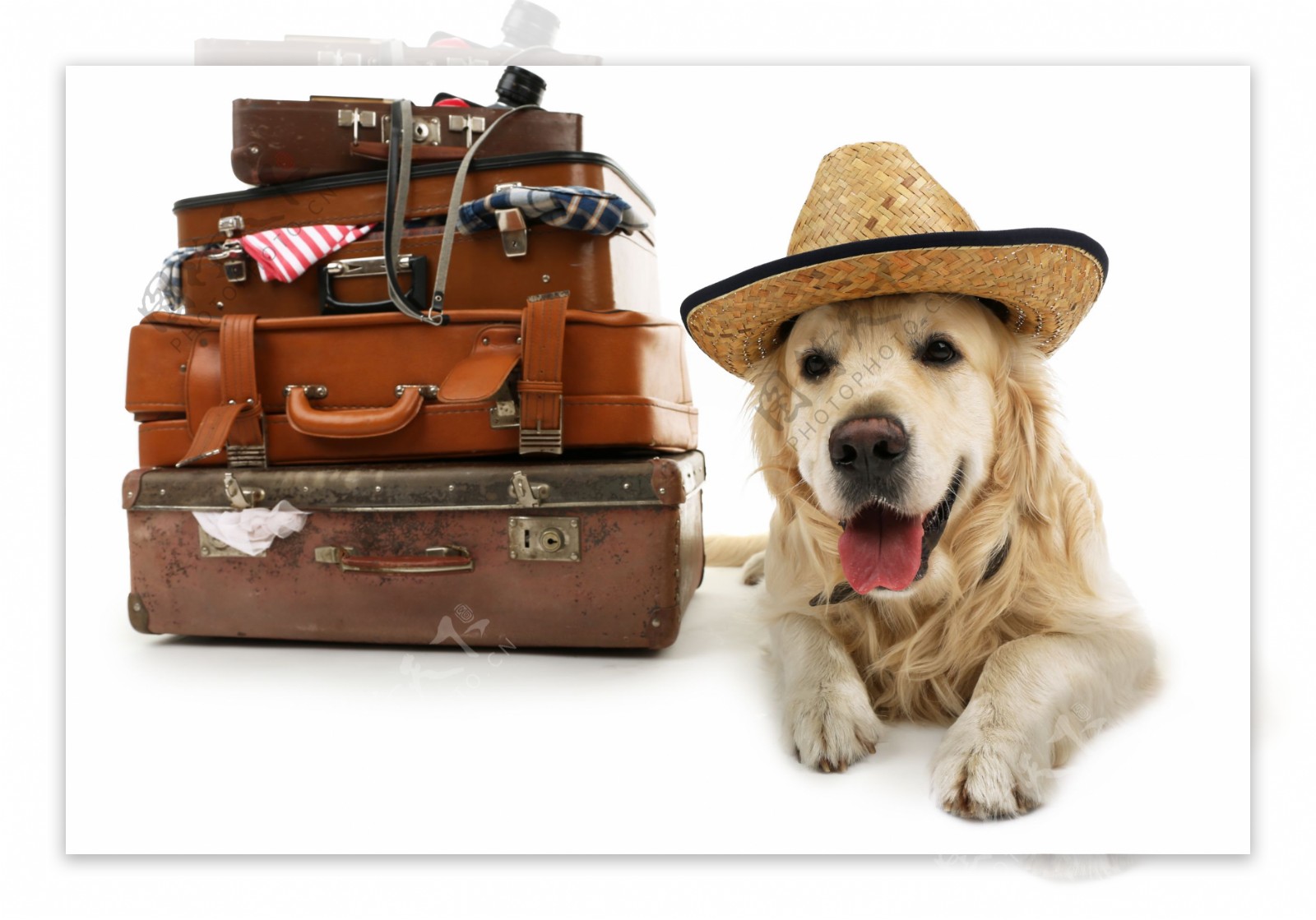旅游箱与坐着的狗图片