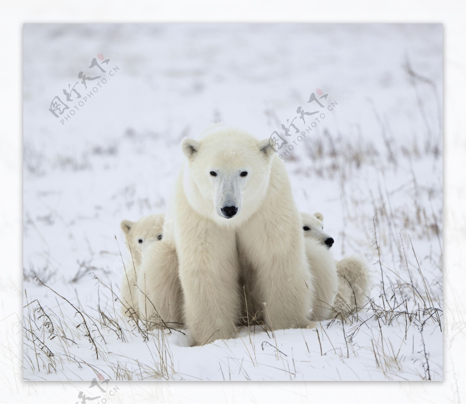 雪地里三只狗熊图片