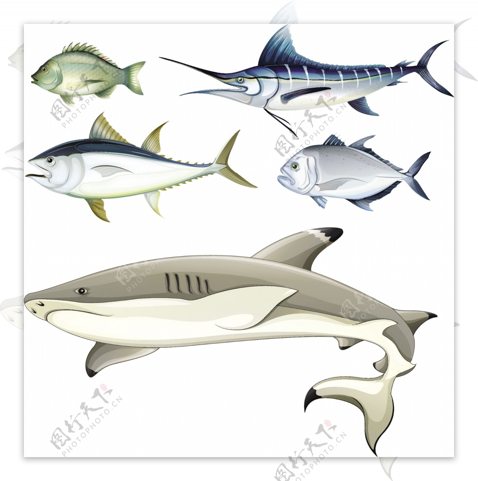 海洋各种鱼类插画