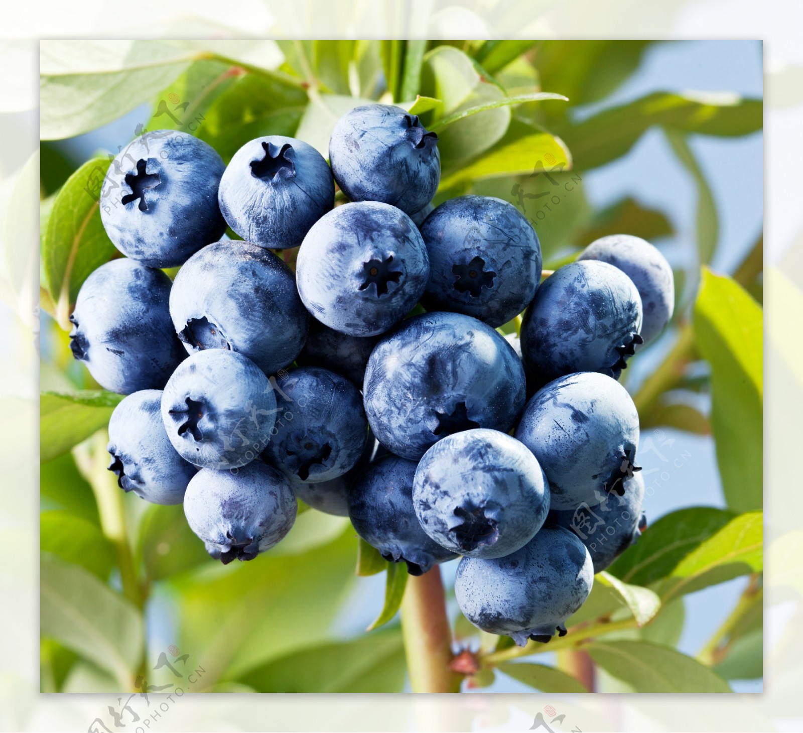 新鲜蓝莓摄影图片