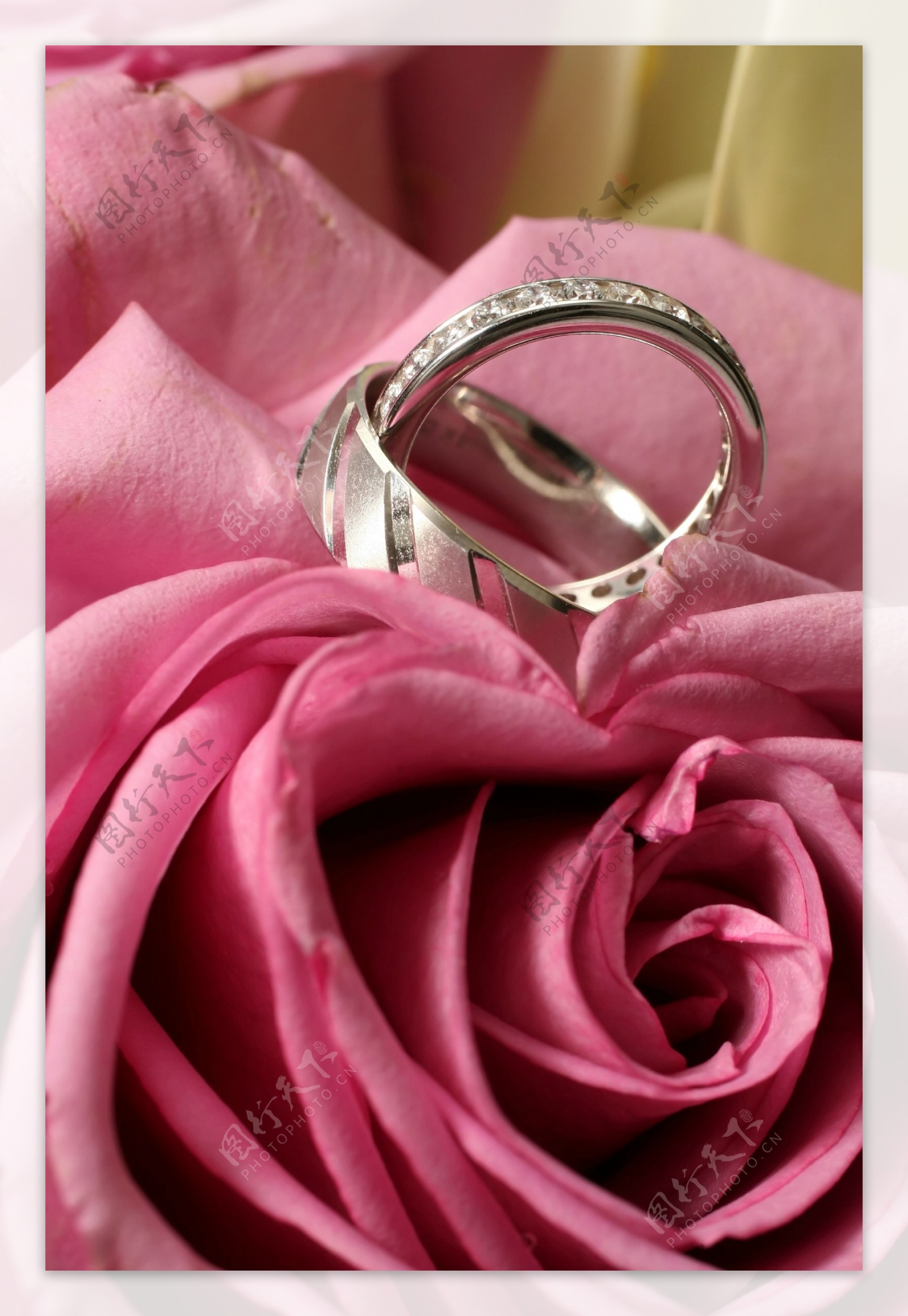 玫瑰花上的戒指
