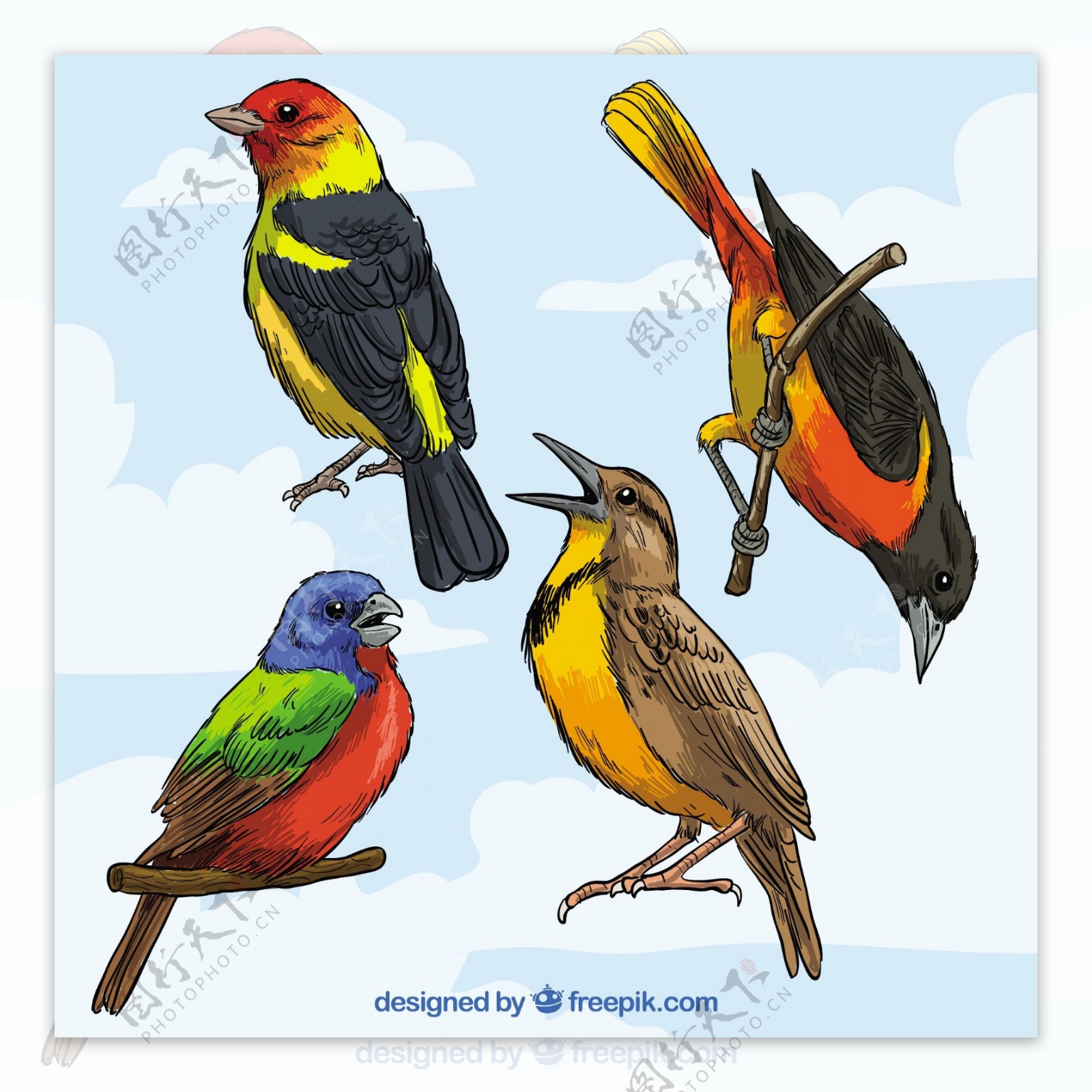 丰富多彩的鸟类品种