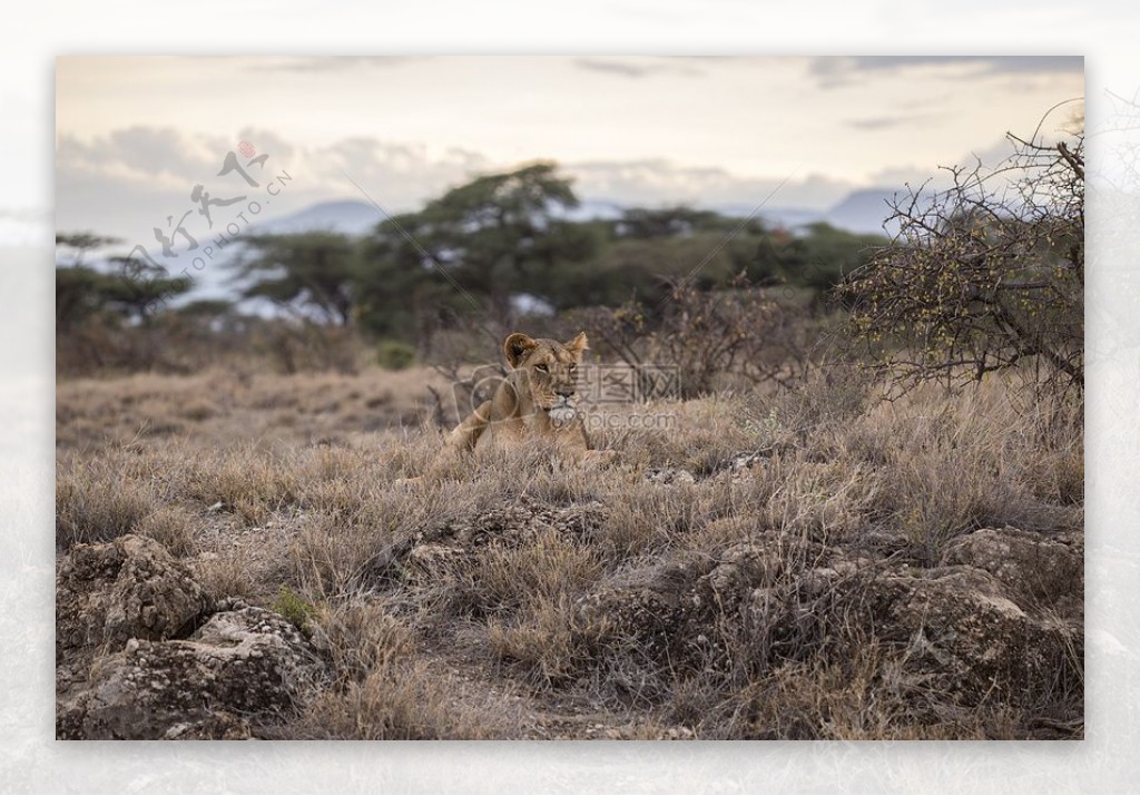 沙漠动物非洲荒野老虎狮子野生野生动物园野生动物母狮狩猎