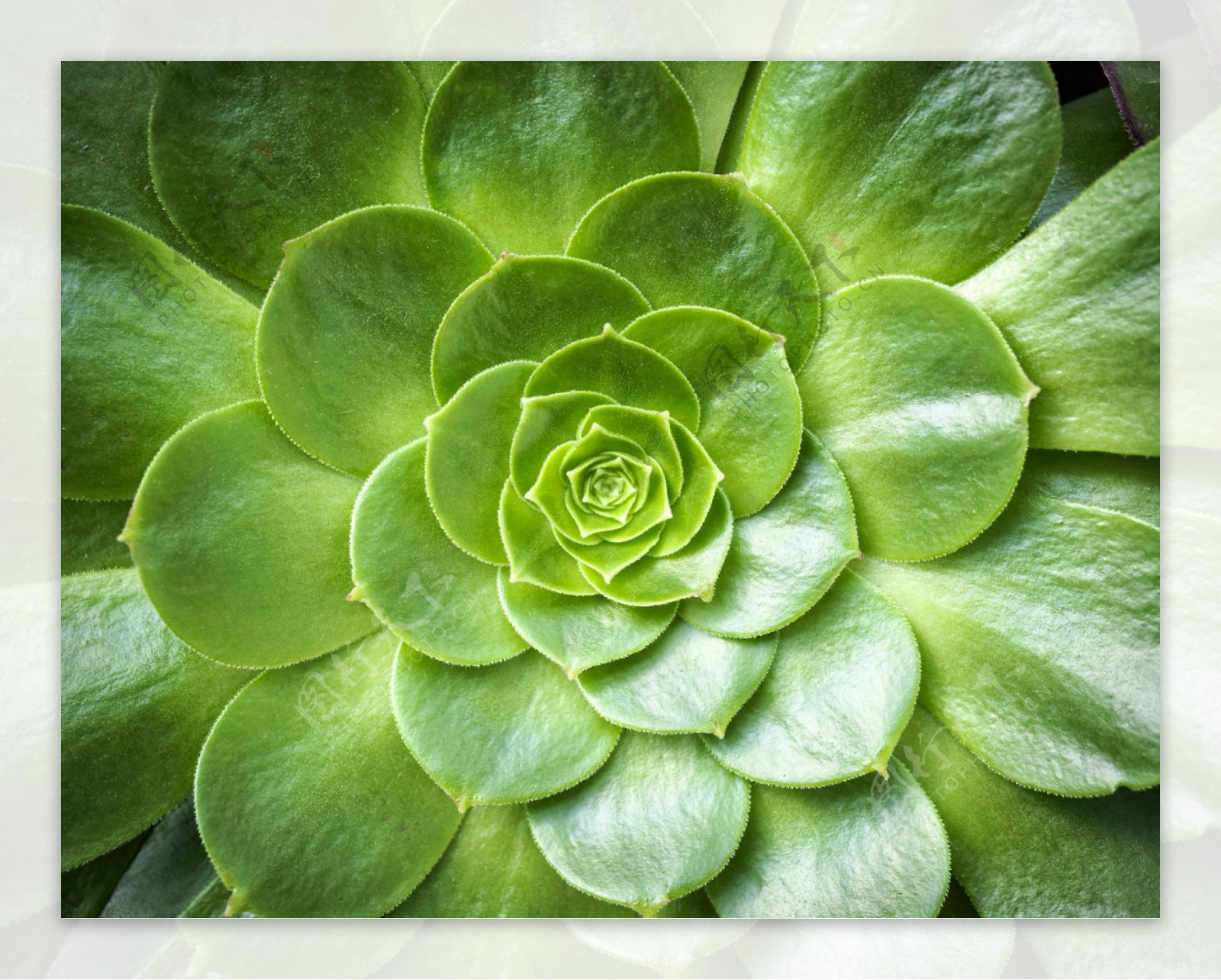 绿色植物图片