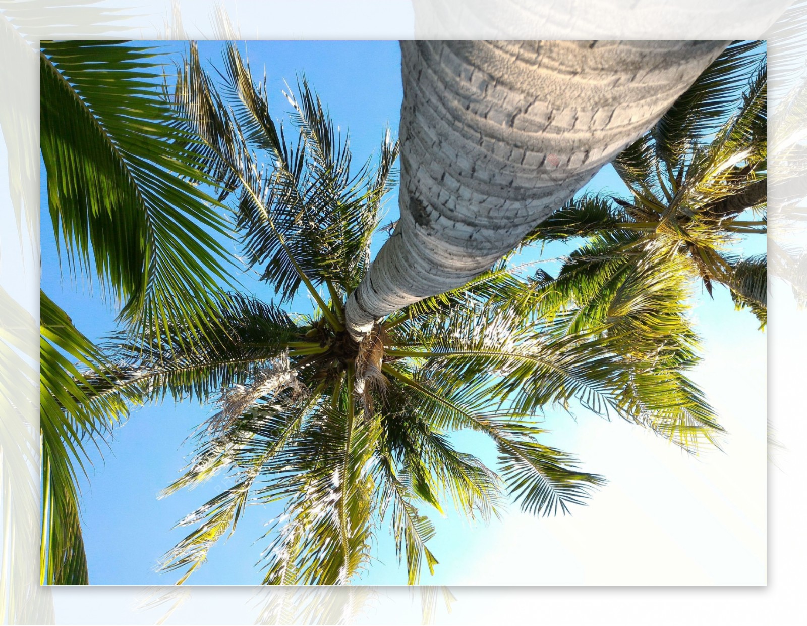 仰视椰树摄影图片
