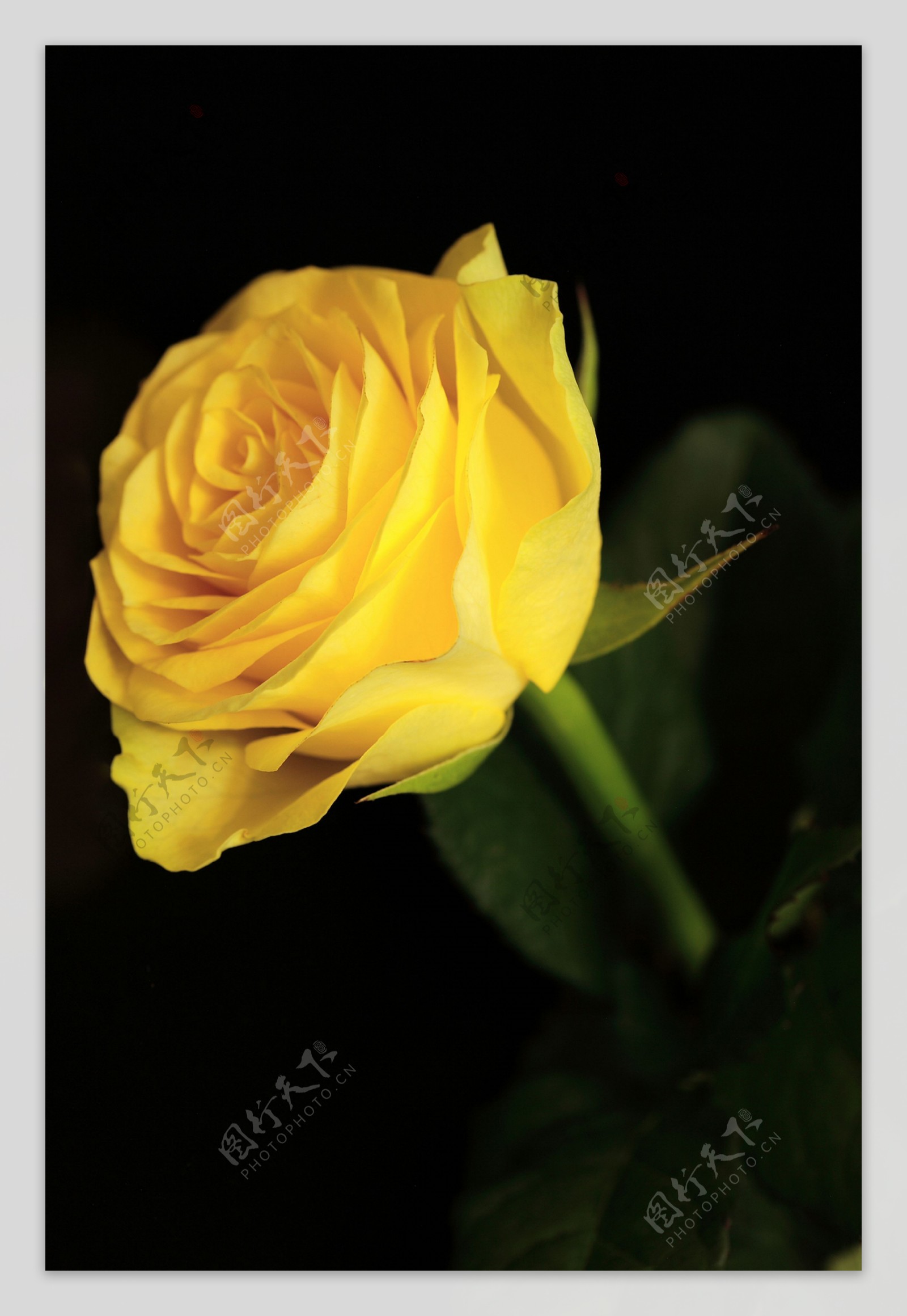 一枝黄色玫瑰花图片