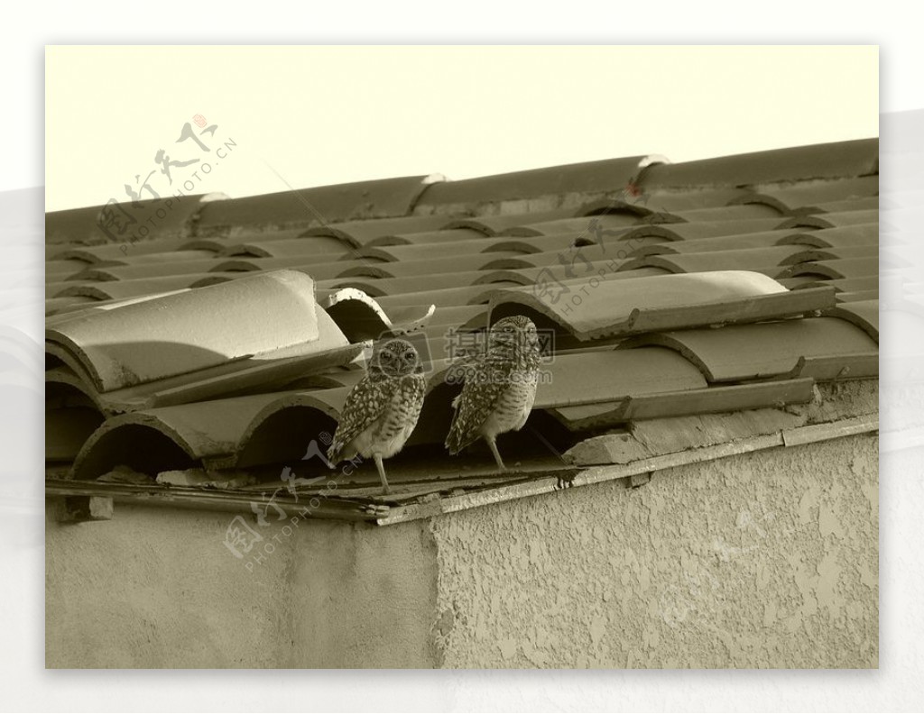 自然鸟夫妇屋顶动物棕褐色野生动物单色斑点城市野生动物猫头鹰