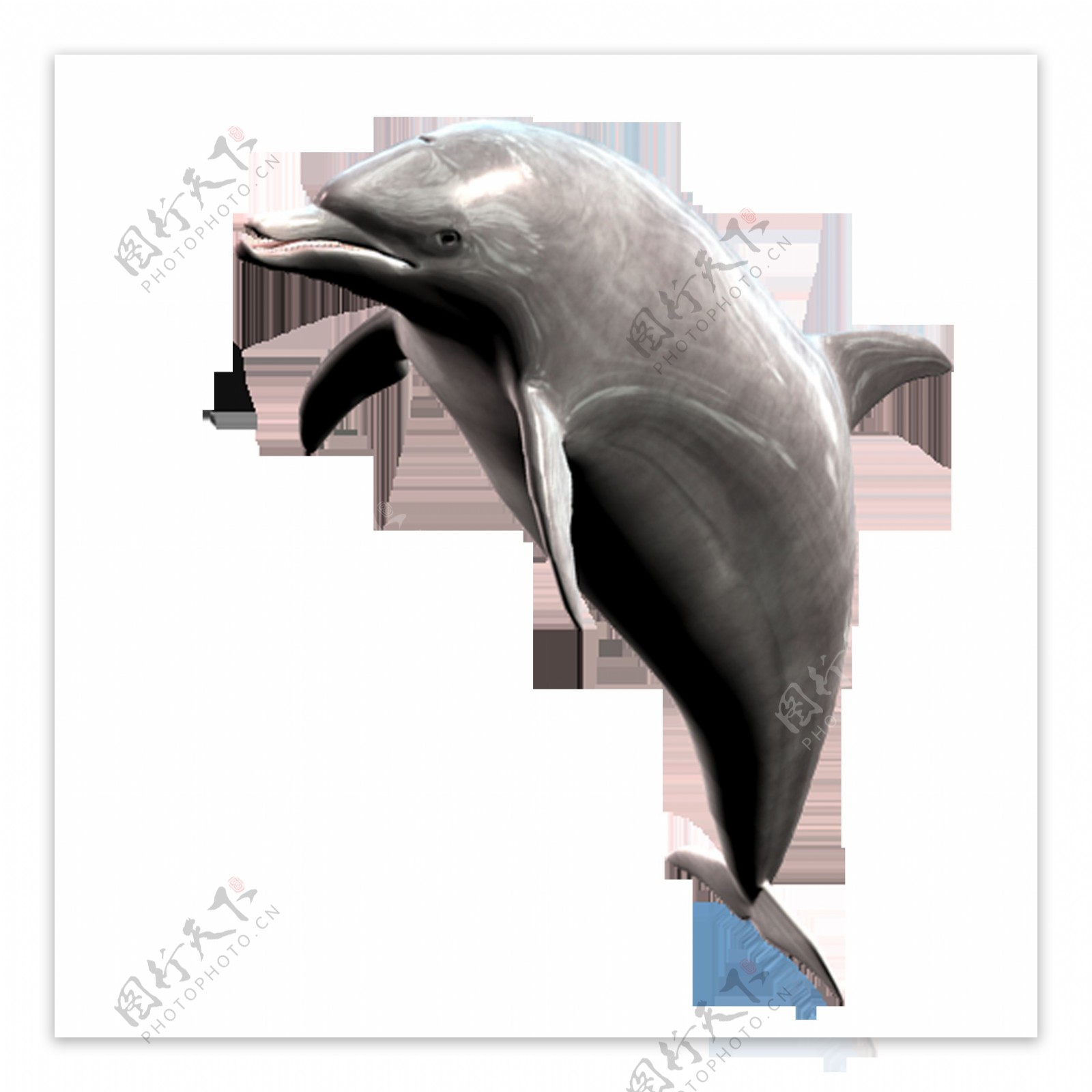 高清唯美海豚绘画素材